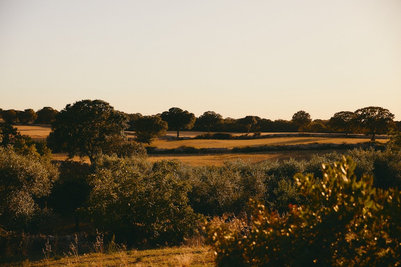 How Telehealth Platforms Support Rural Healthcare Access