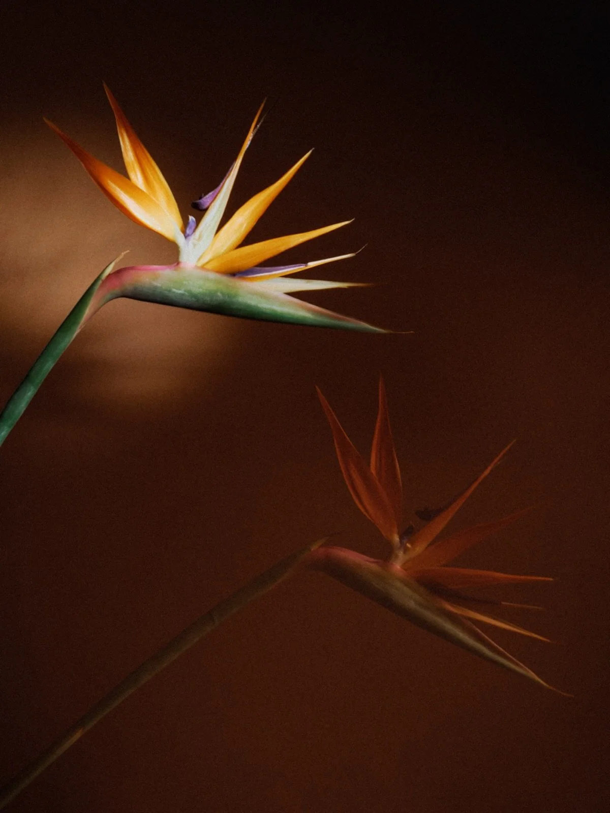 One of our signature flowers , 
Bird of paradise , STRALITZIA

Photo: @potiephoto 
#birdofparadise #flowers #fleurs #paris10 #fleurist