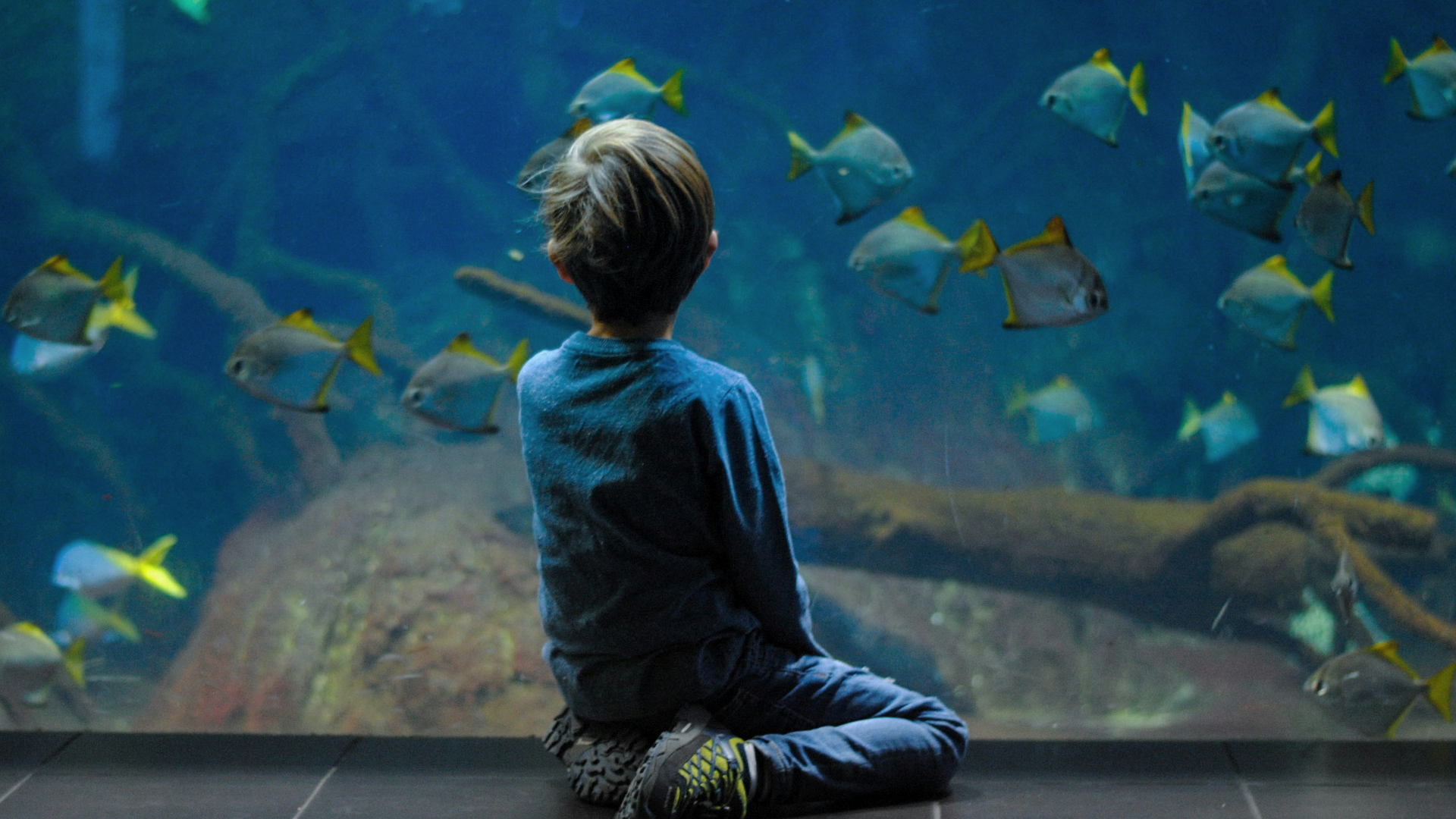 Poika istuu polvillaan akvaariossa, katseli veteen ja kalojen joukkoon.