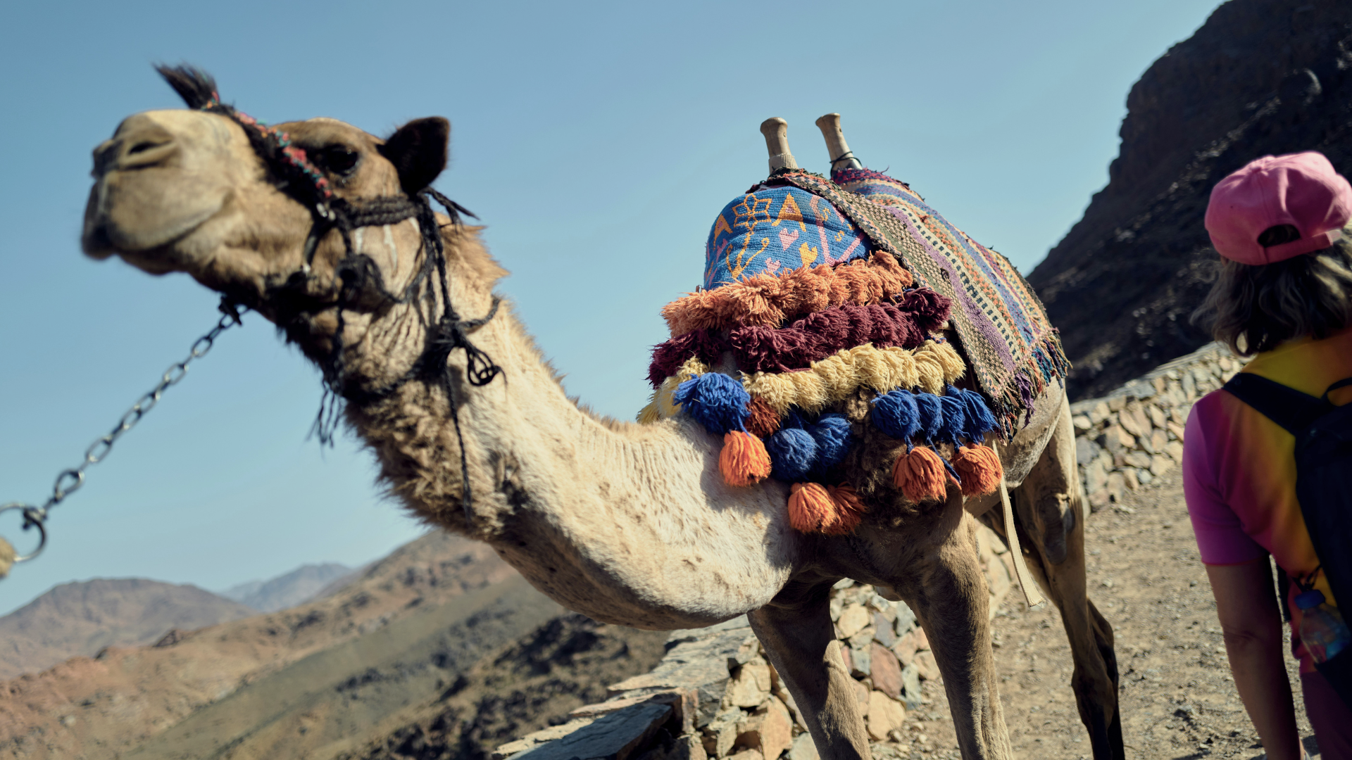 Kameli turistiajelua varten pyntättynä autiomaassa, vierellä lippispäinen nuori tyttö odottaa kyytiä.