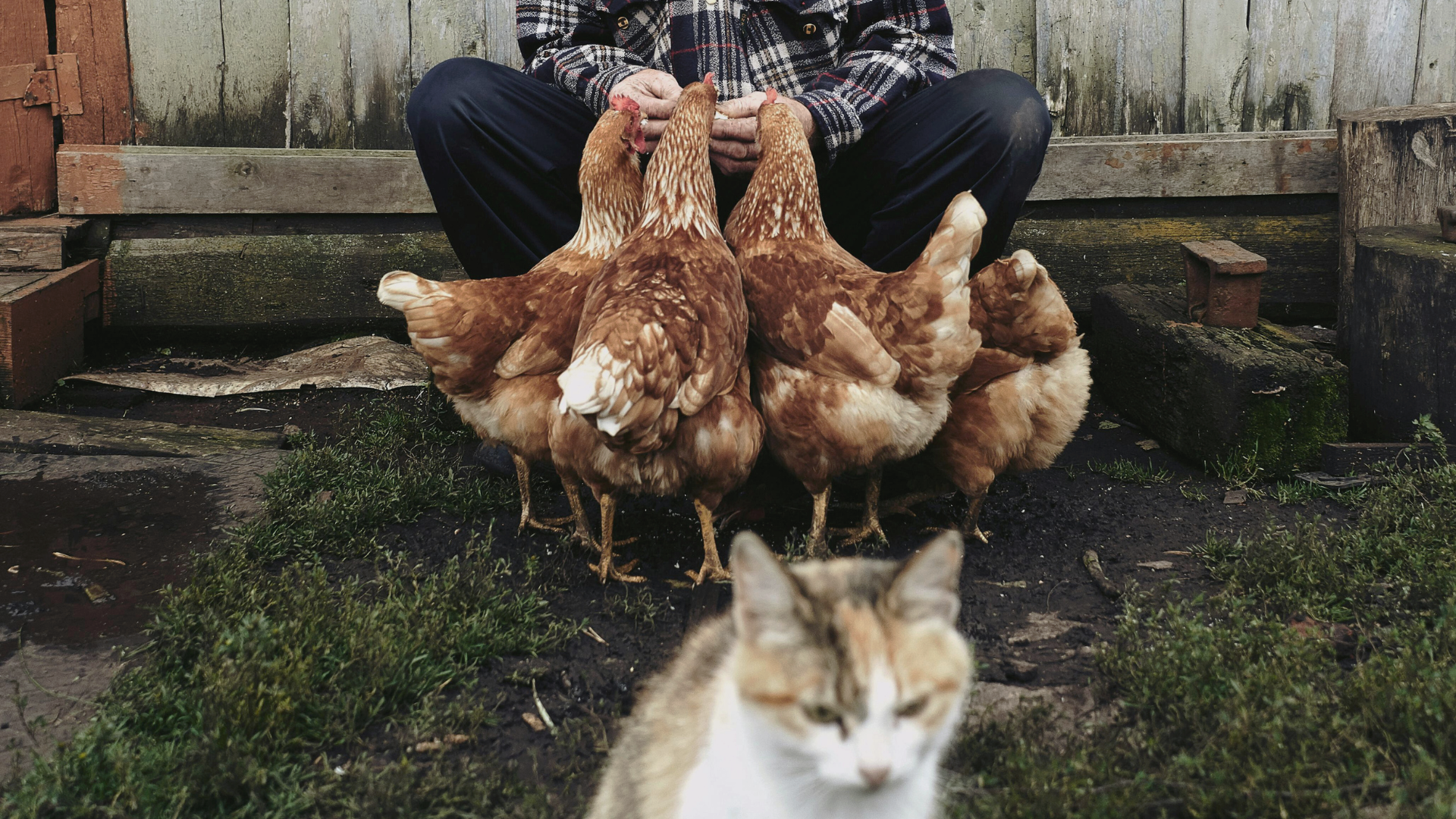Vanha mies istuu ränsistyneen puutalonsa edustalla ruokkimassa kanoja, etualalla irvistävä kissa.