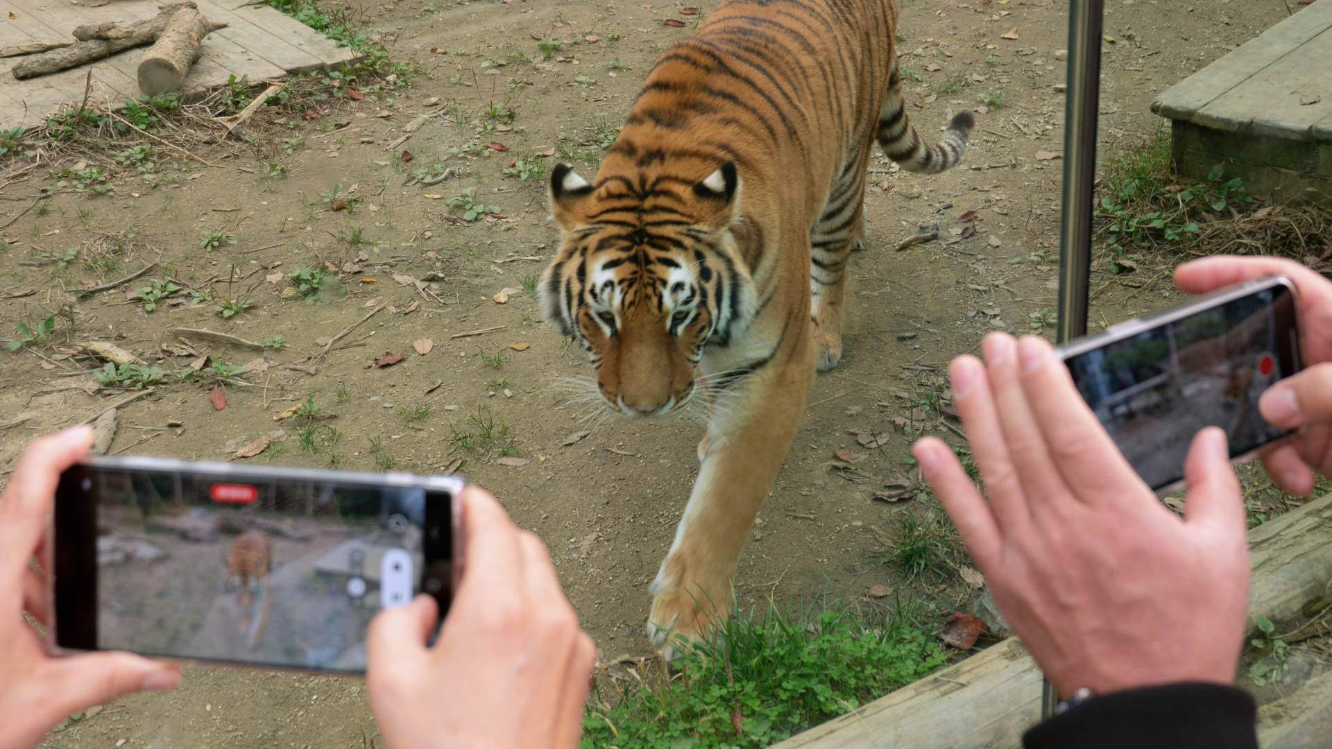 Verkkaisesti kohti kameraa kävelevä tiikeri, jota ihmiset kuvaavat puhelimillaan.
