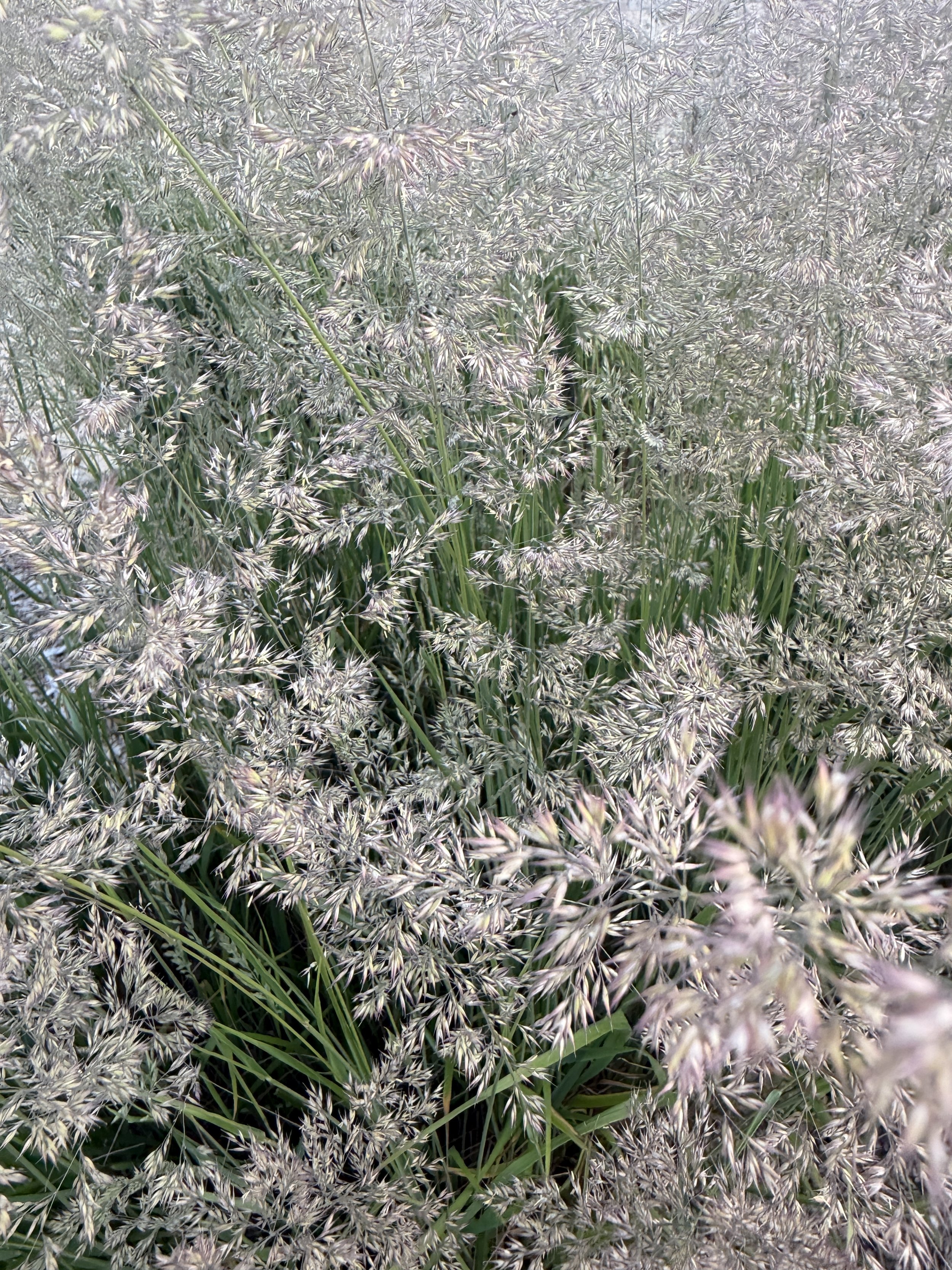 Close-up of flowering ornamental grass in soft natural light.
