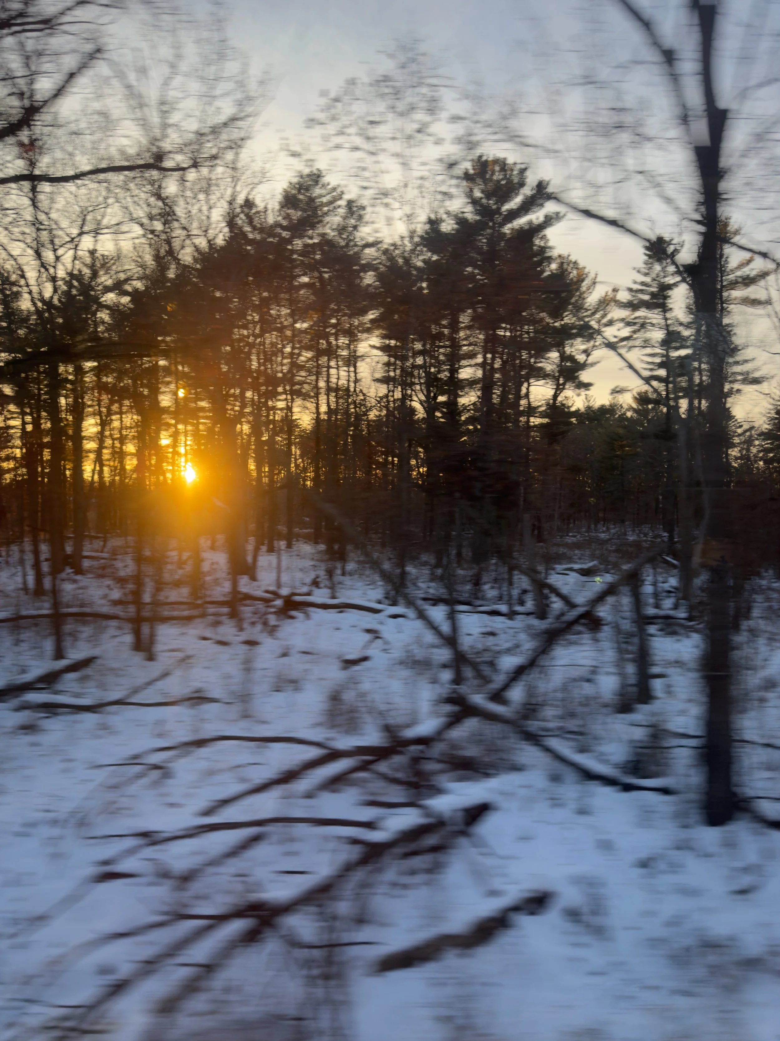 Sunlight shining through trees in a snowy forest.