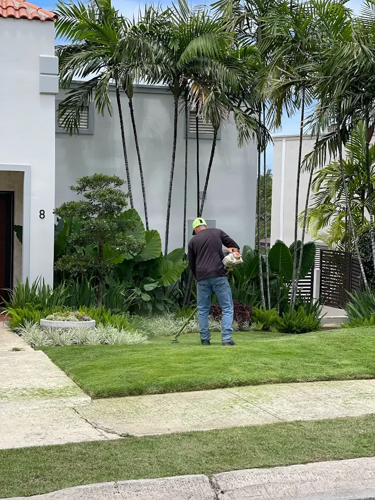 A person mowing the front lawn of a modern house surrounded by tropical plants and tall palm trees.
