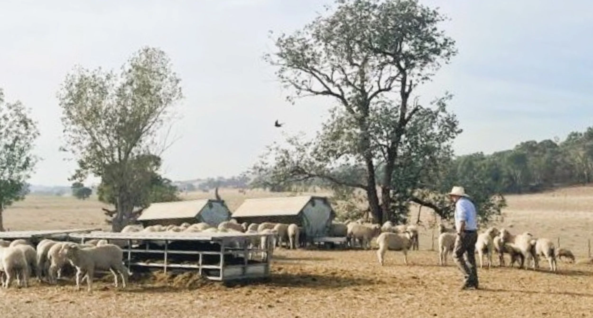 Farmer in a sheep yard representing a photo for a memoir of a rural Australian.