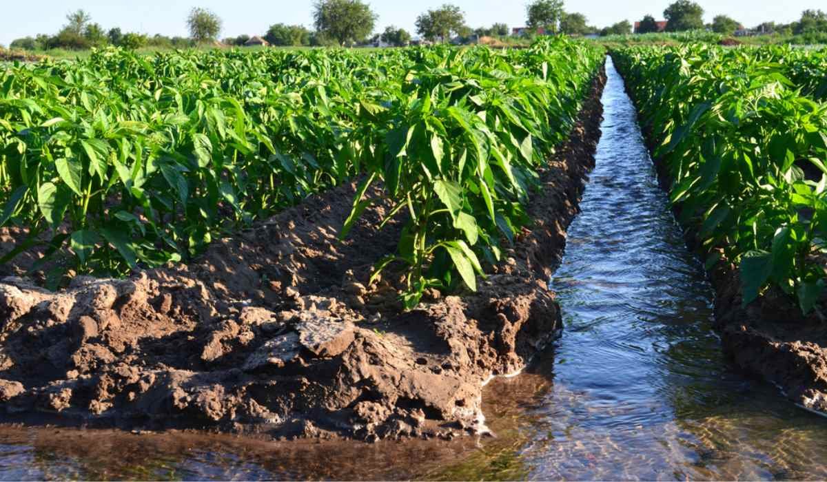 Crop fields with green plants, separated by a water channel, under clear blue sky.