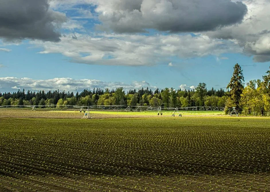 A farm field with young crops, trees in the background, and a cloudy sky overhead.