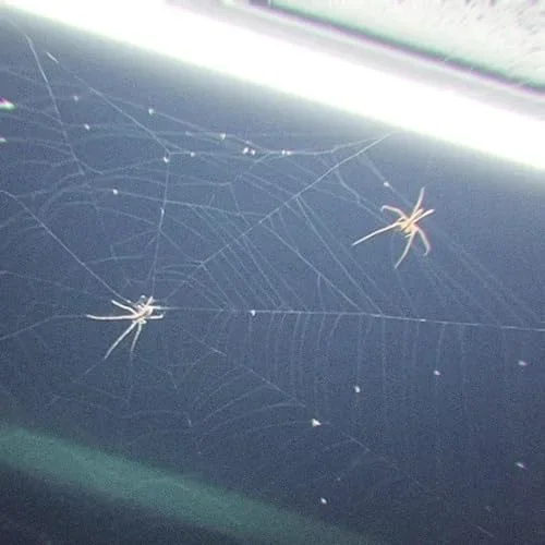 "NIGHTMARE" - Loveshark (add'l prod)