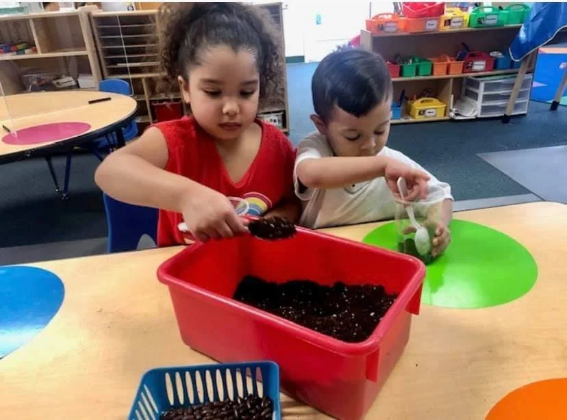 Two young children planting or transplanting seedlings or small plants into soil in a classroom setting.