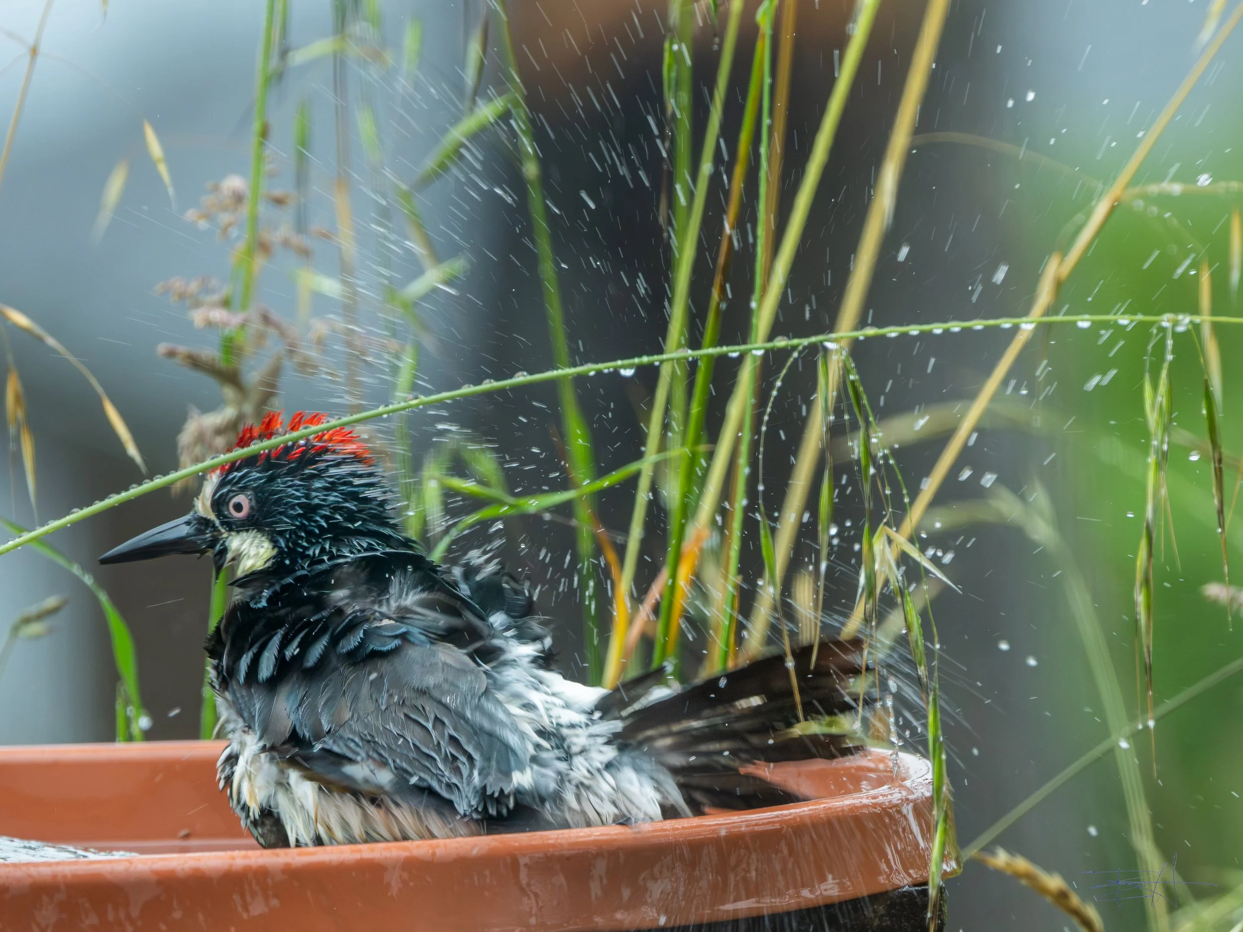 Acorn woodpecker bathing