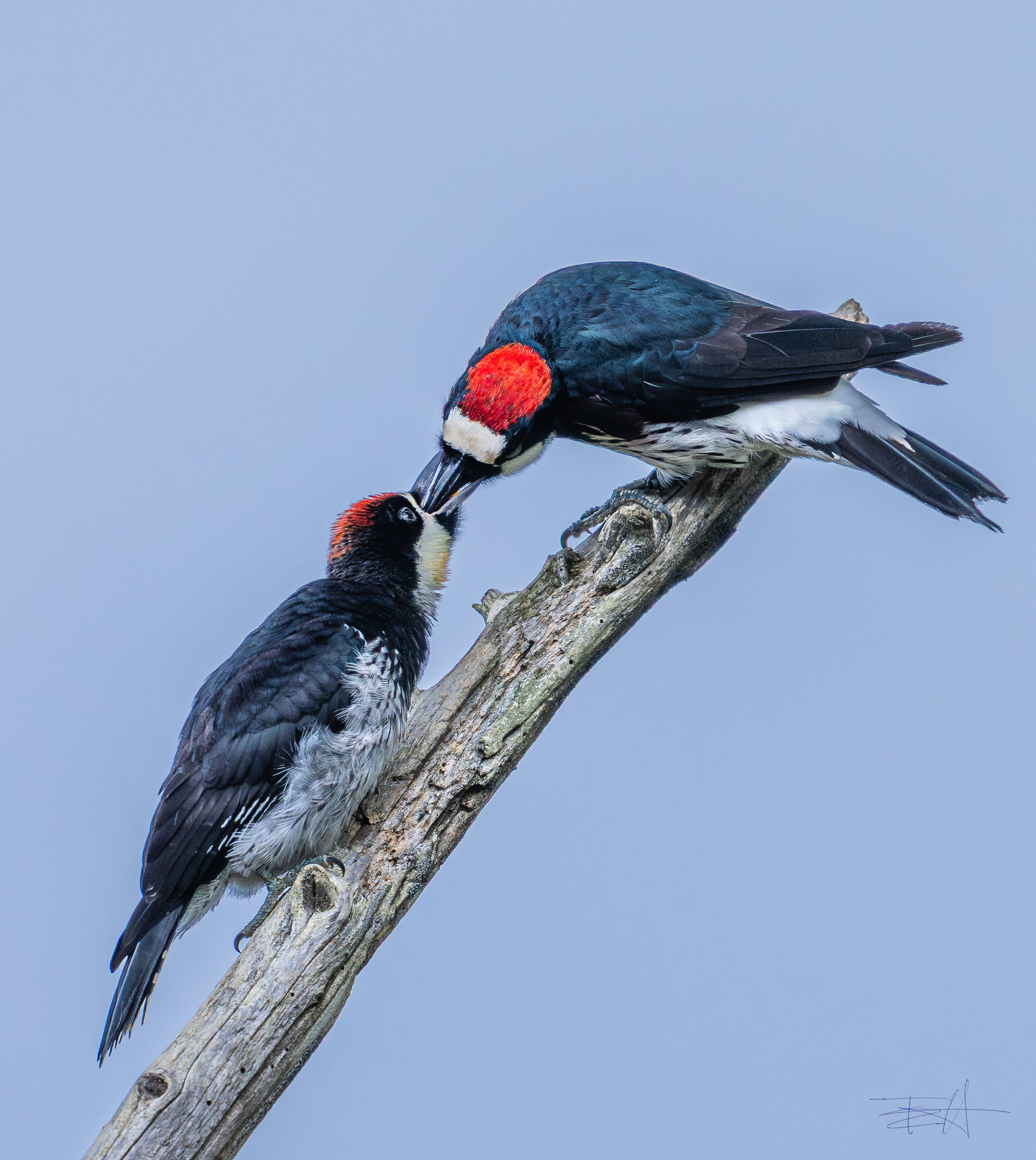 Acorn woodpecker feeding young