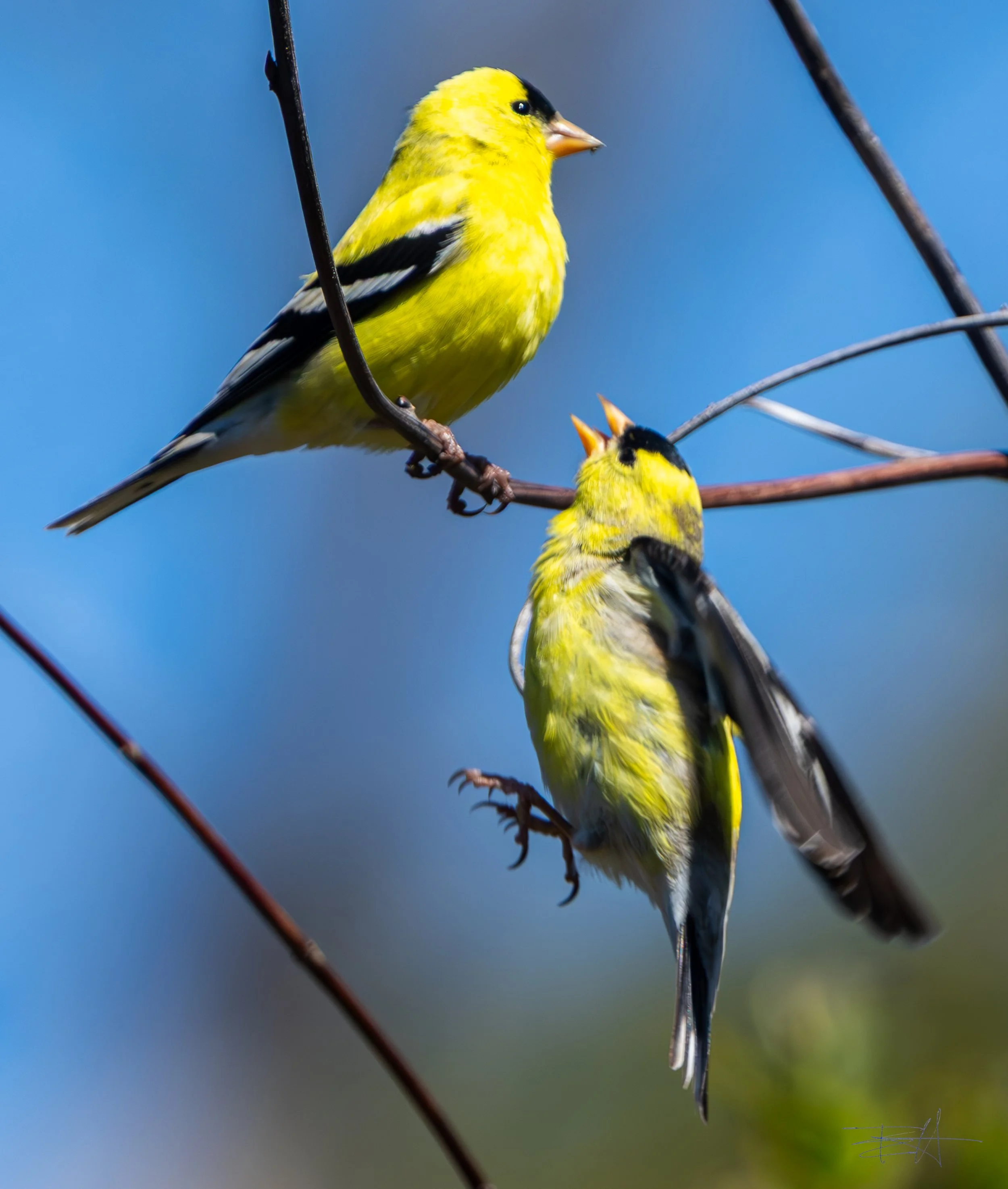 Gold finches cavorting
