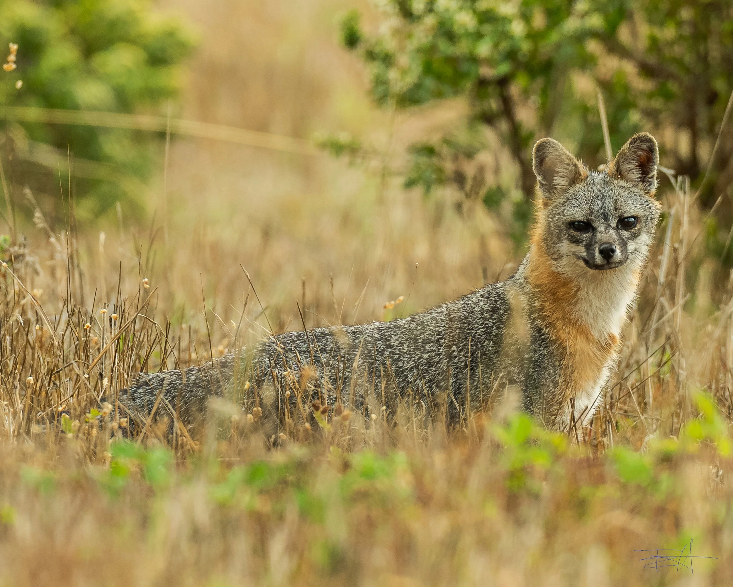 Gray Fox wandering through the yard 2
