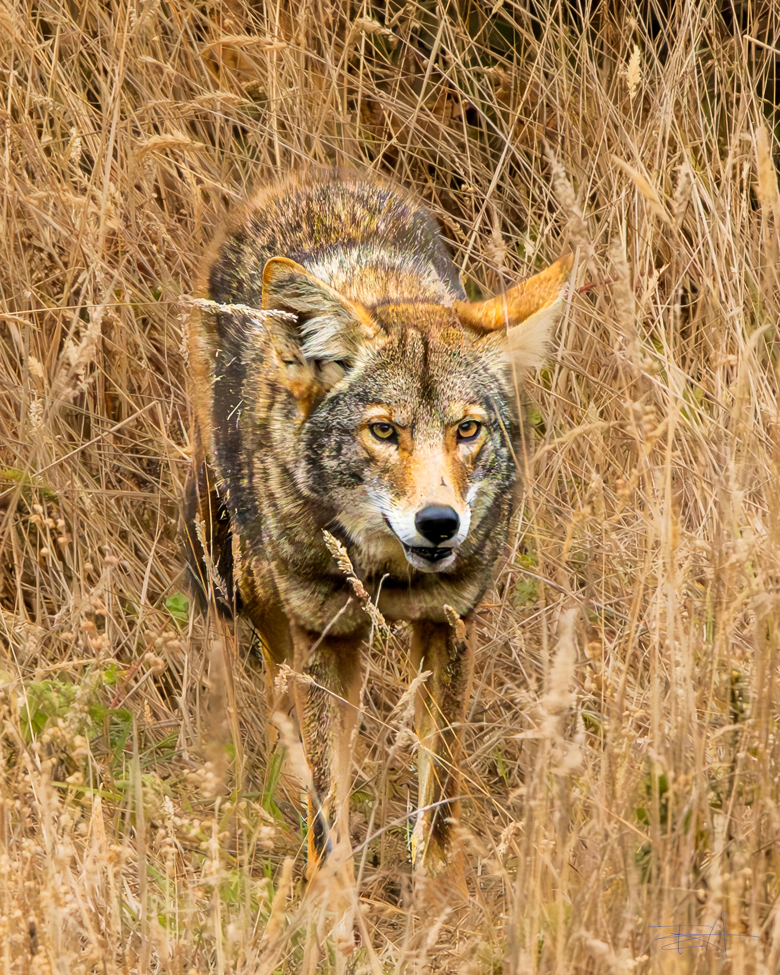 Coyote hunting in yard