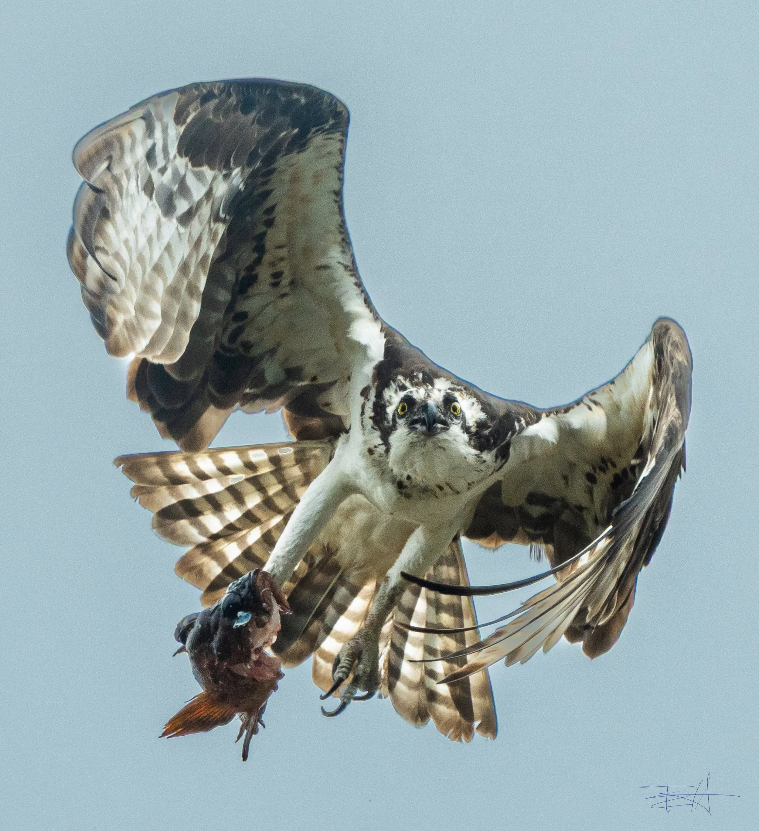 Osprey leaving our yard with fish 1