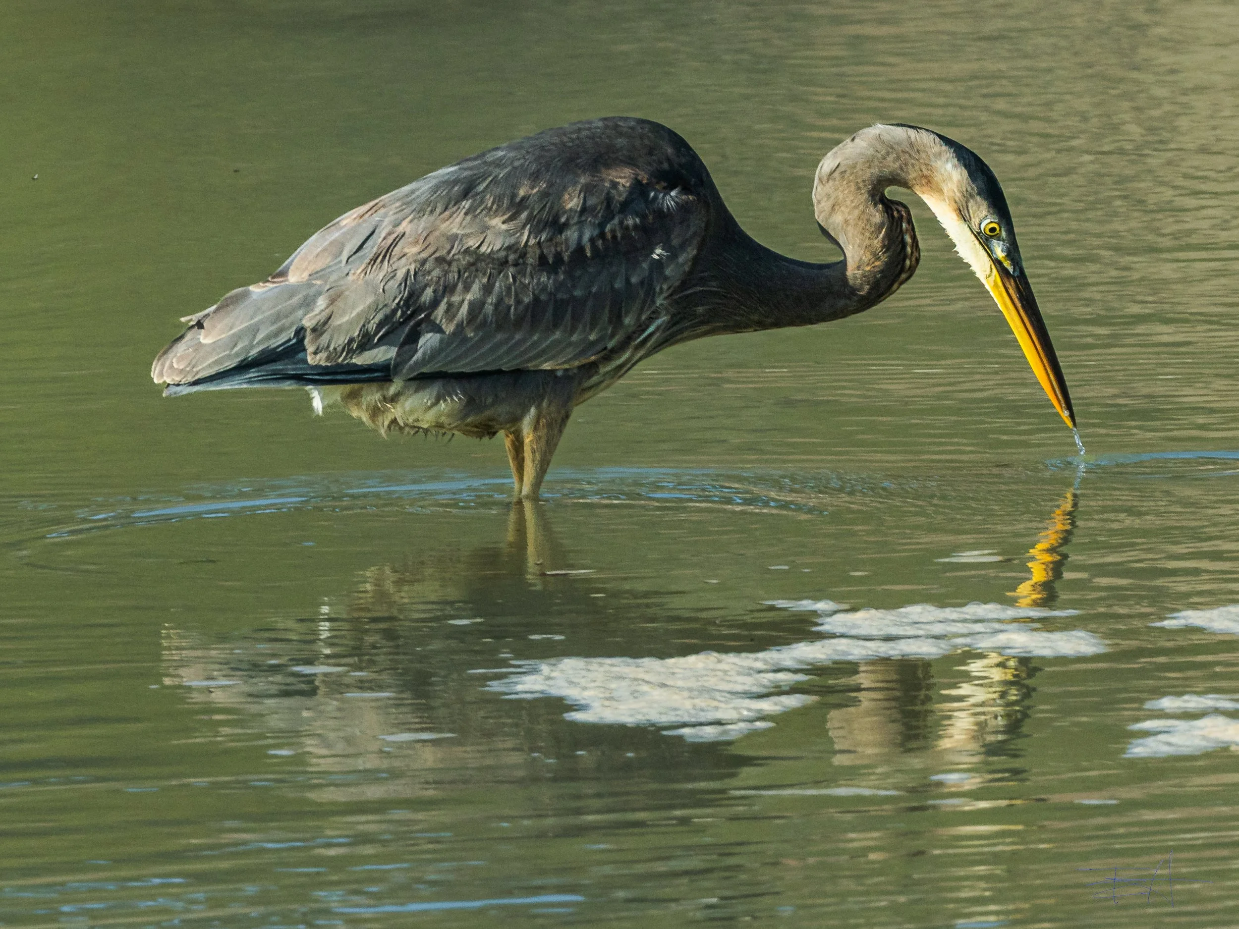 Great Blue Heron fishing at Navarro Beach 1