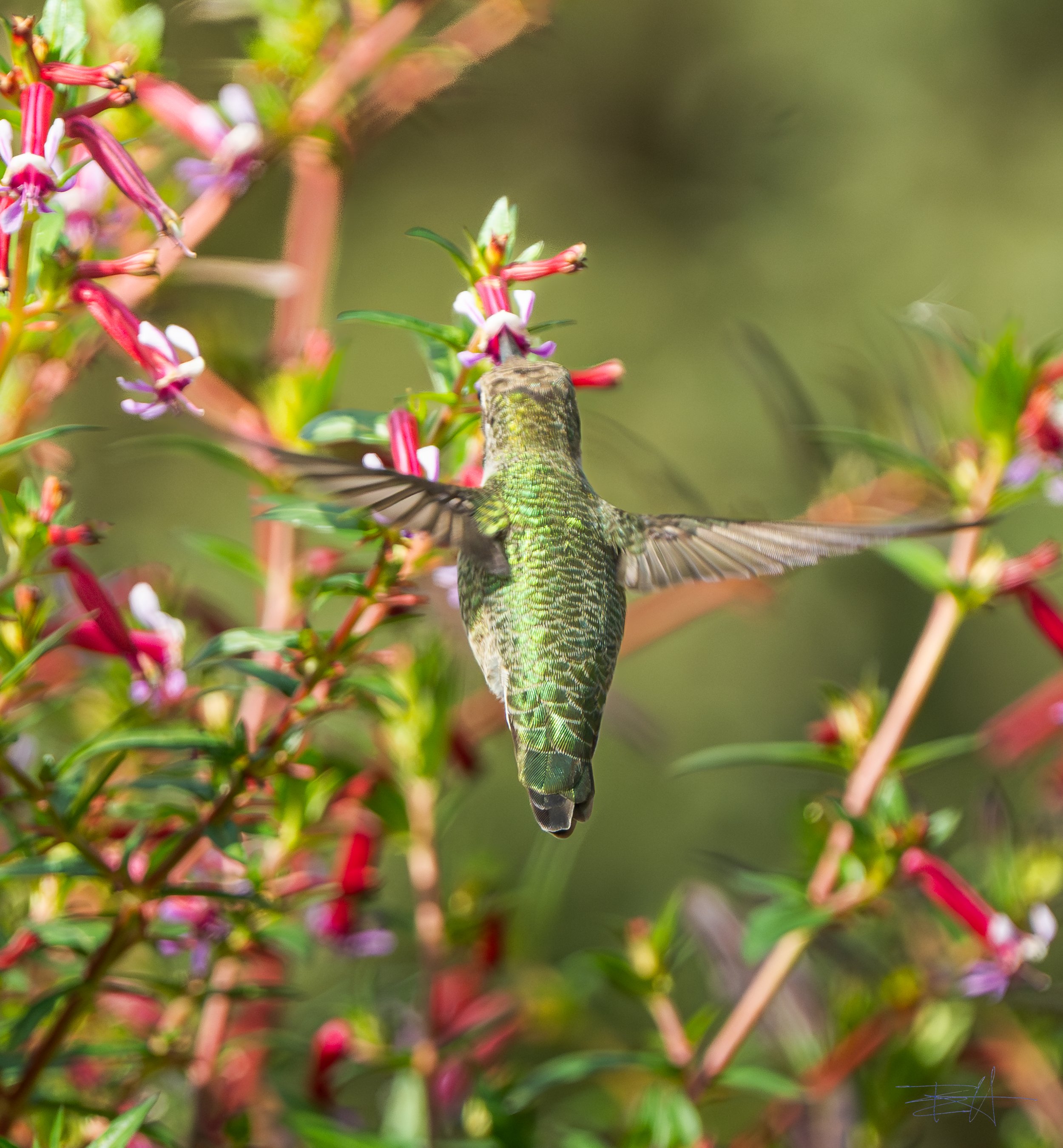 Ana's Hummingbird feeding on fuchsias 3