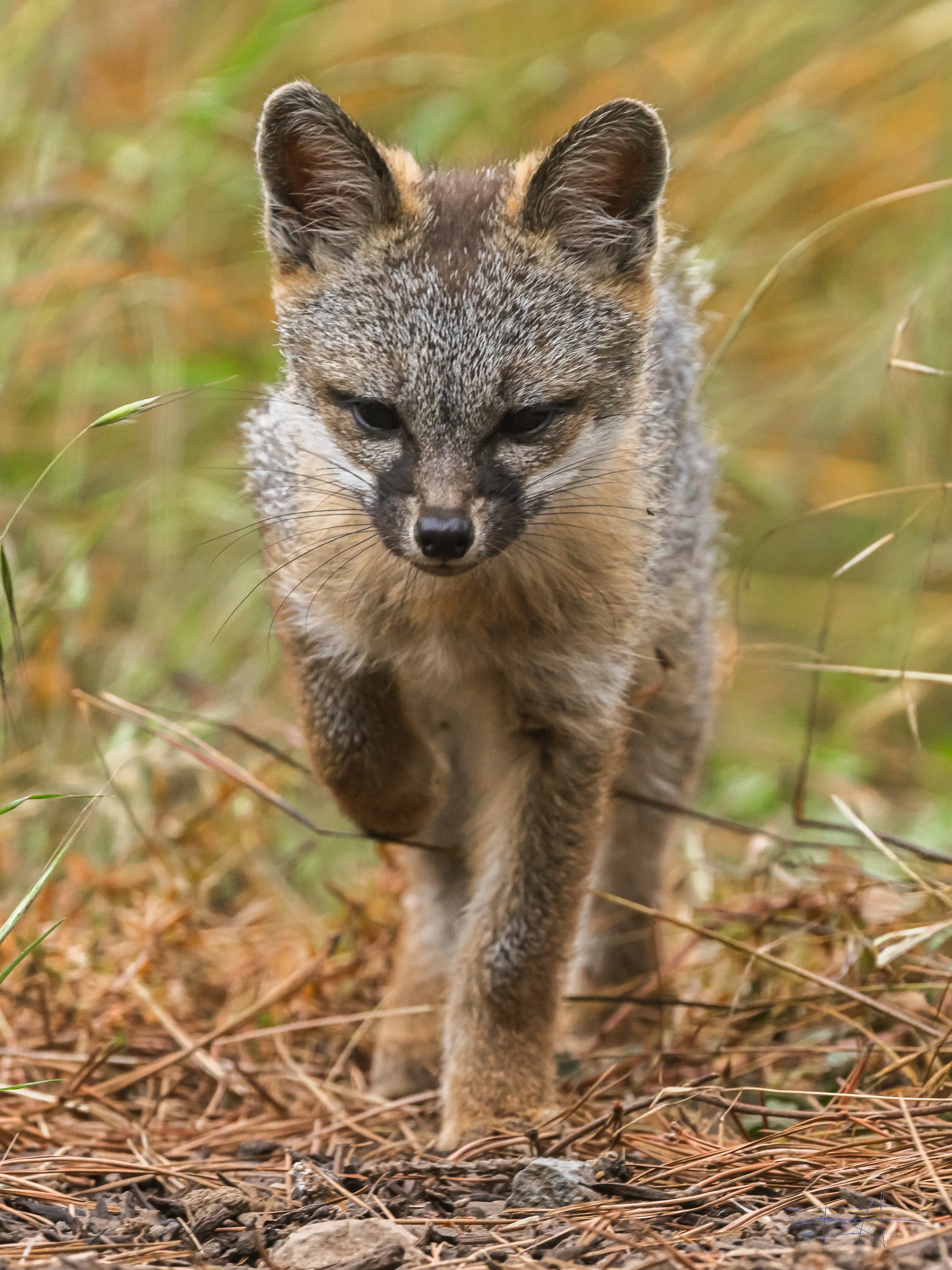 Gray Fox-20230711.jpg