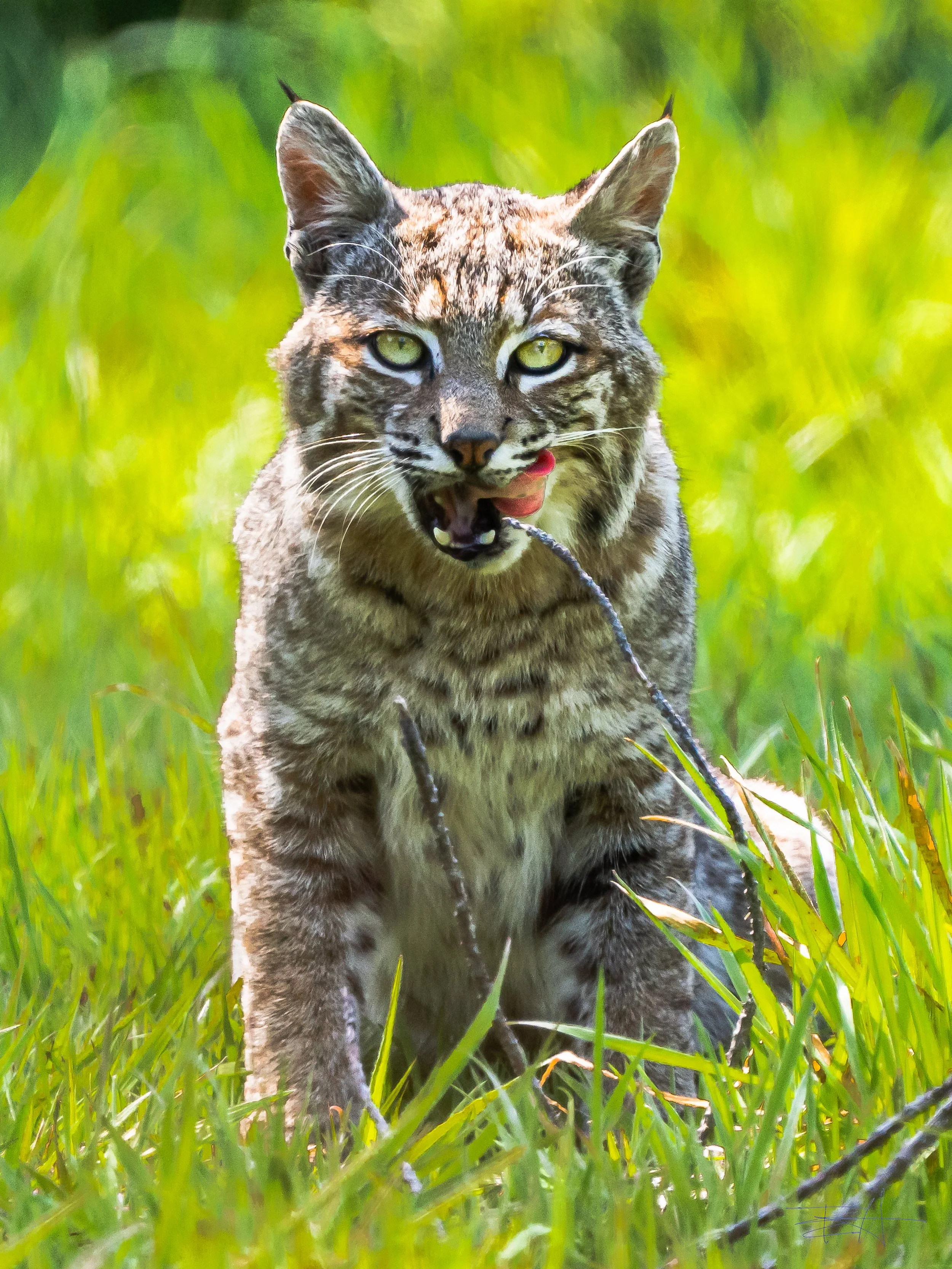 Bobcat lounging in the sun in our yard 3