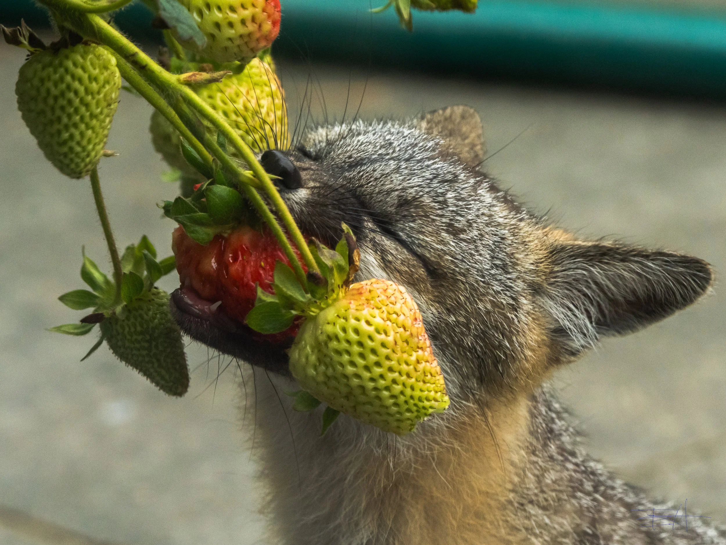Gray Fox likes our strawberries 4