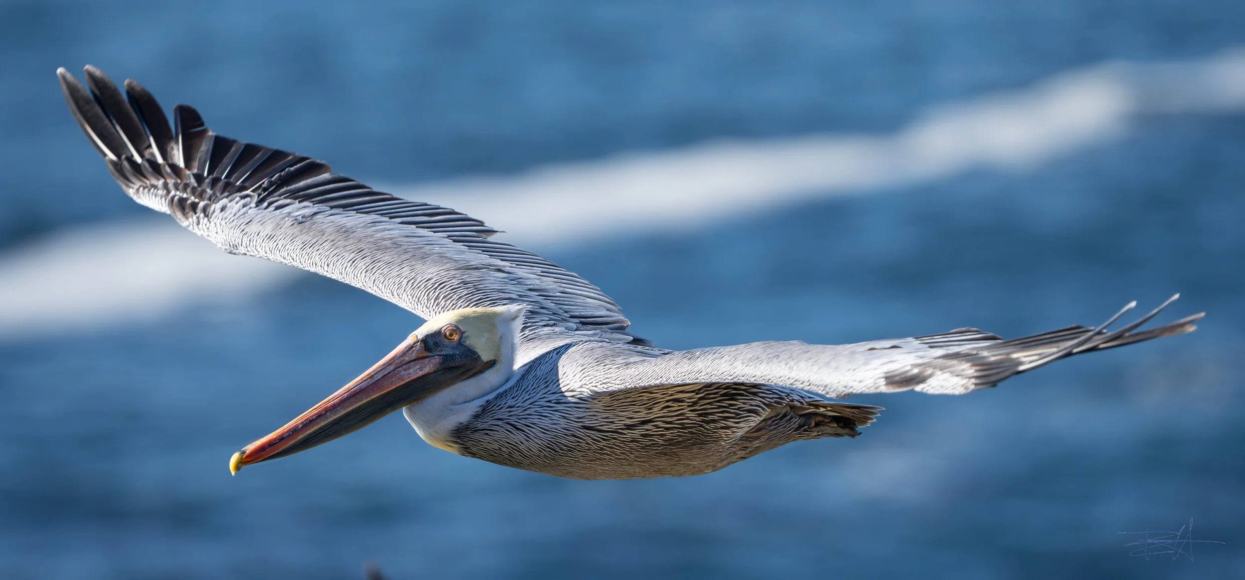 Pelican soaring below