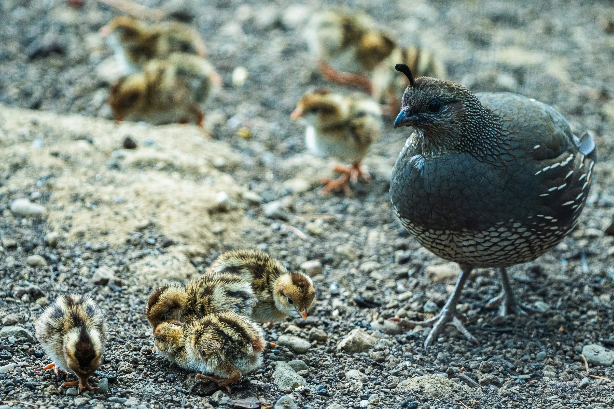 Mom Quail and her brood feeding 1