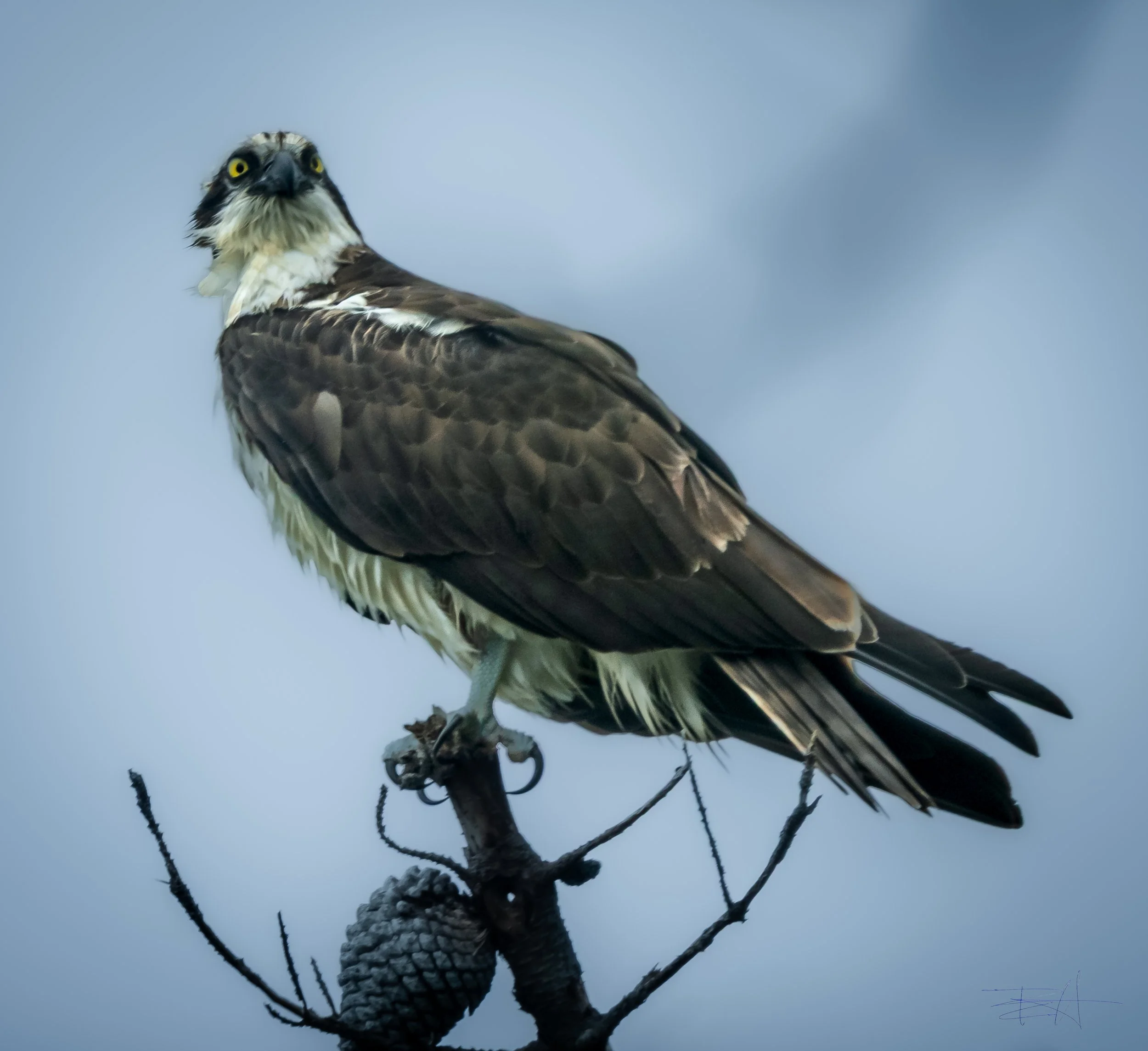 Osprey looking for next meal