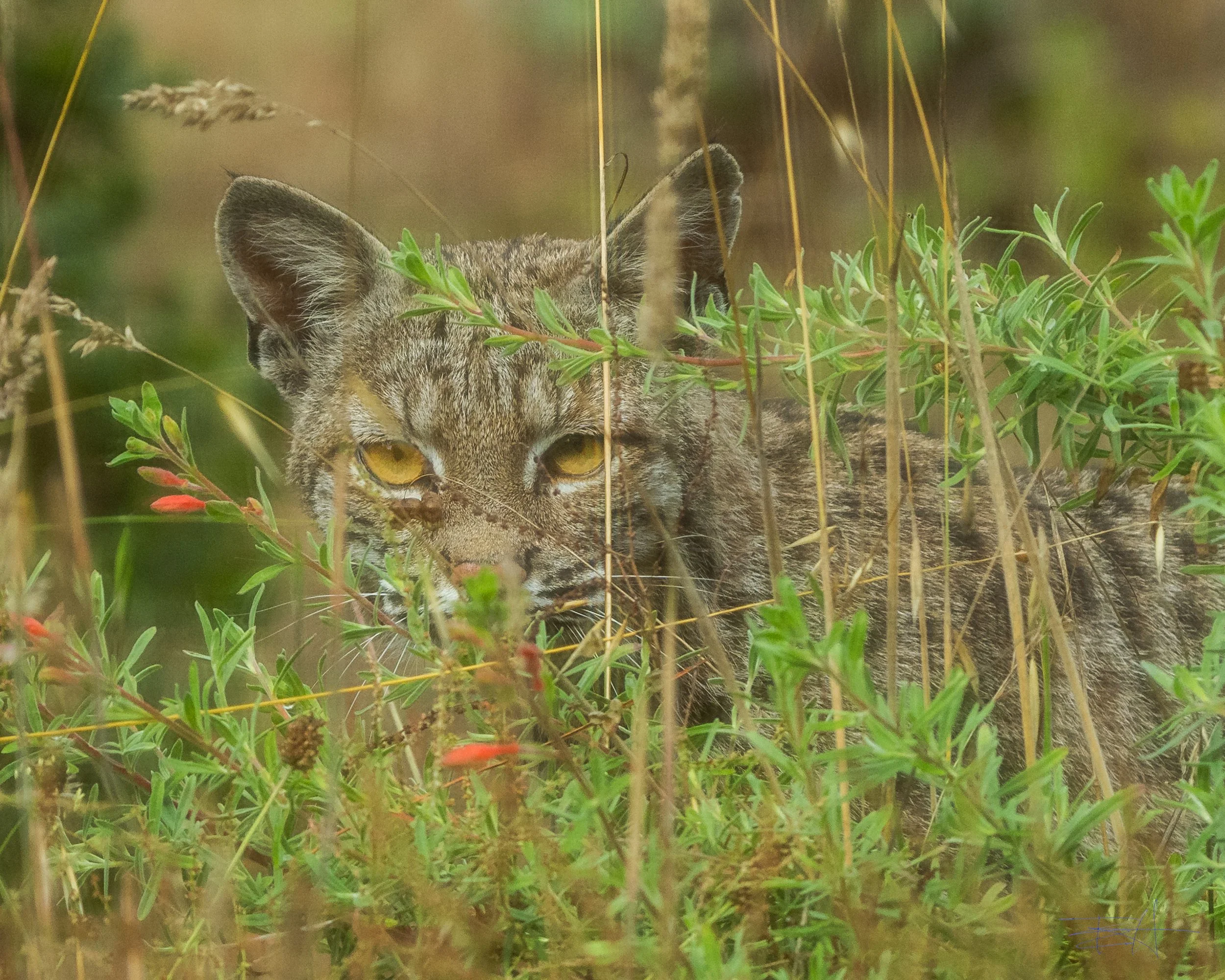 Bobcat Watching me watch it