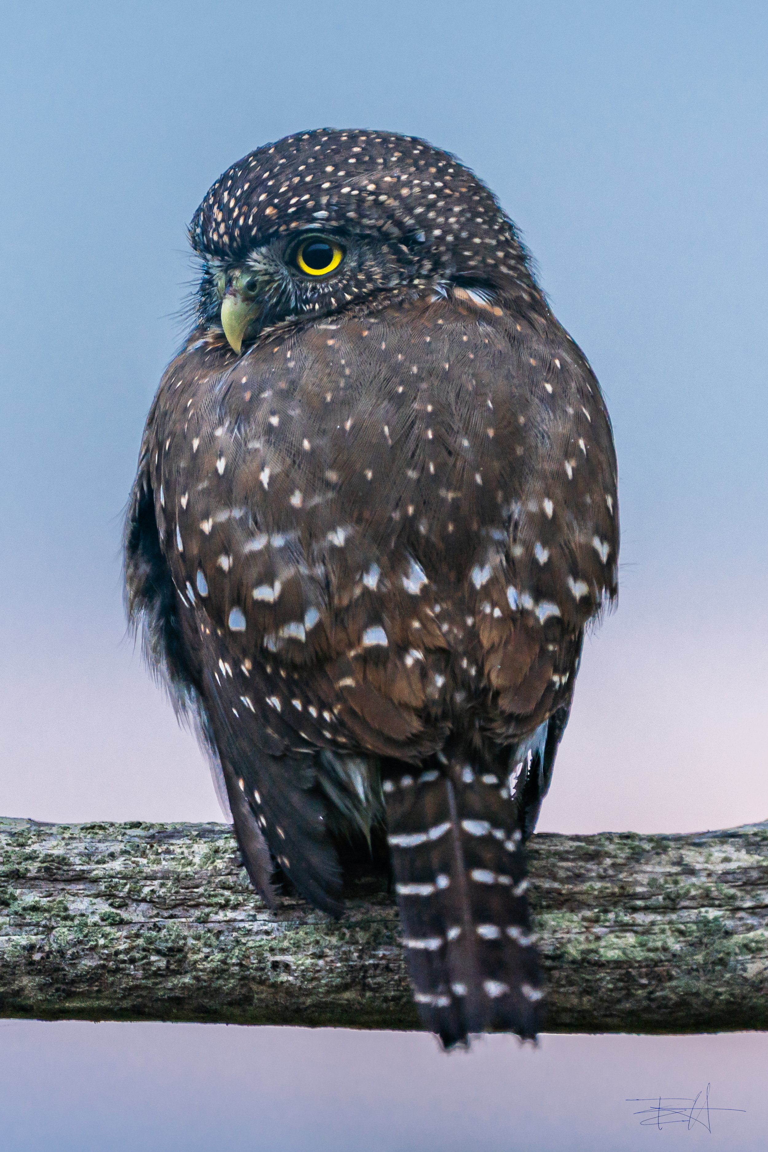 Pygmy owl hunting 1