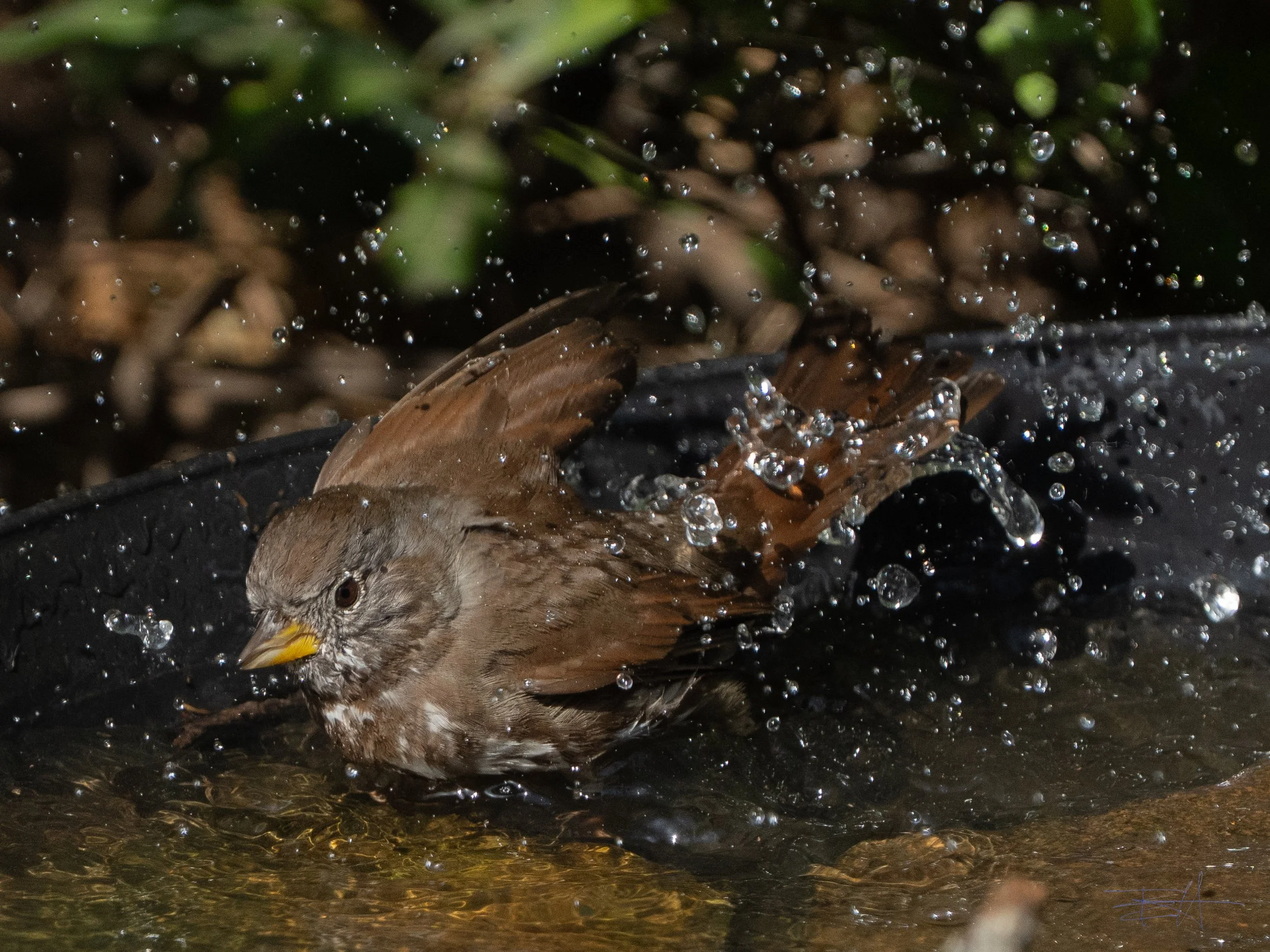 Sparrow bathing 