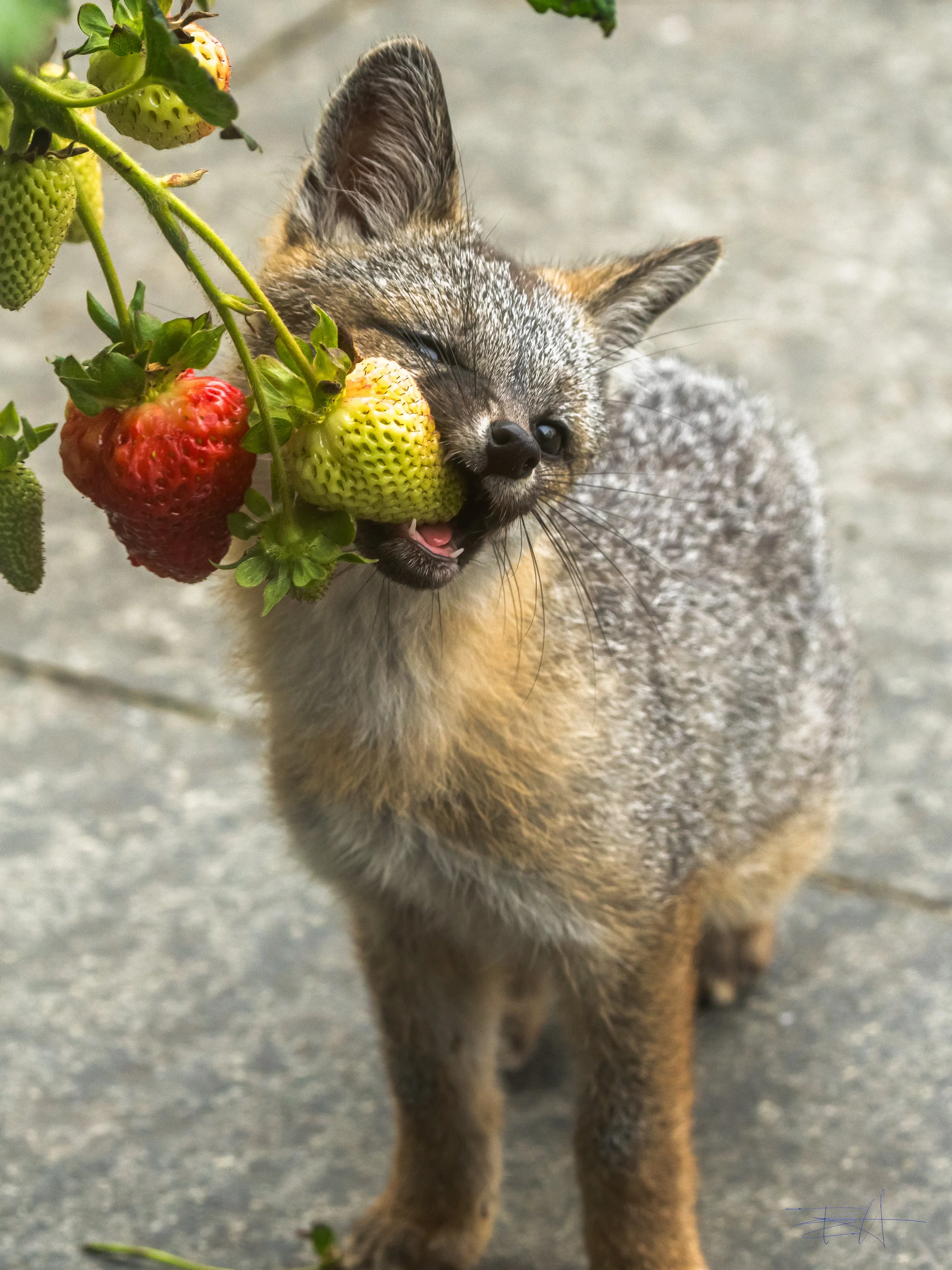 Gray Fox likes our strawberries 1
