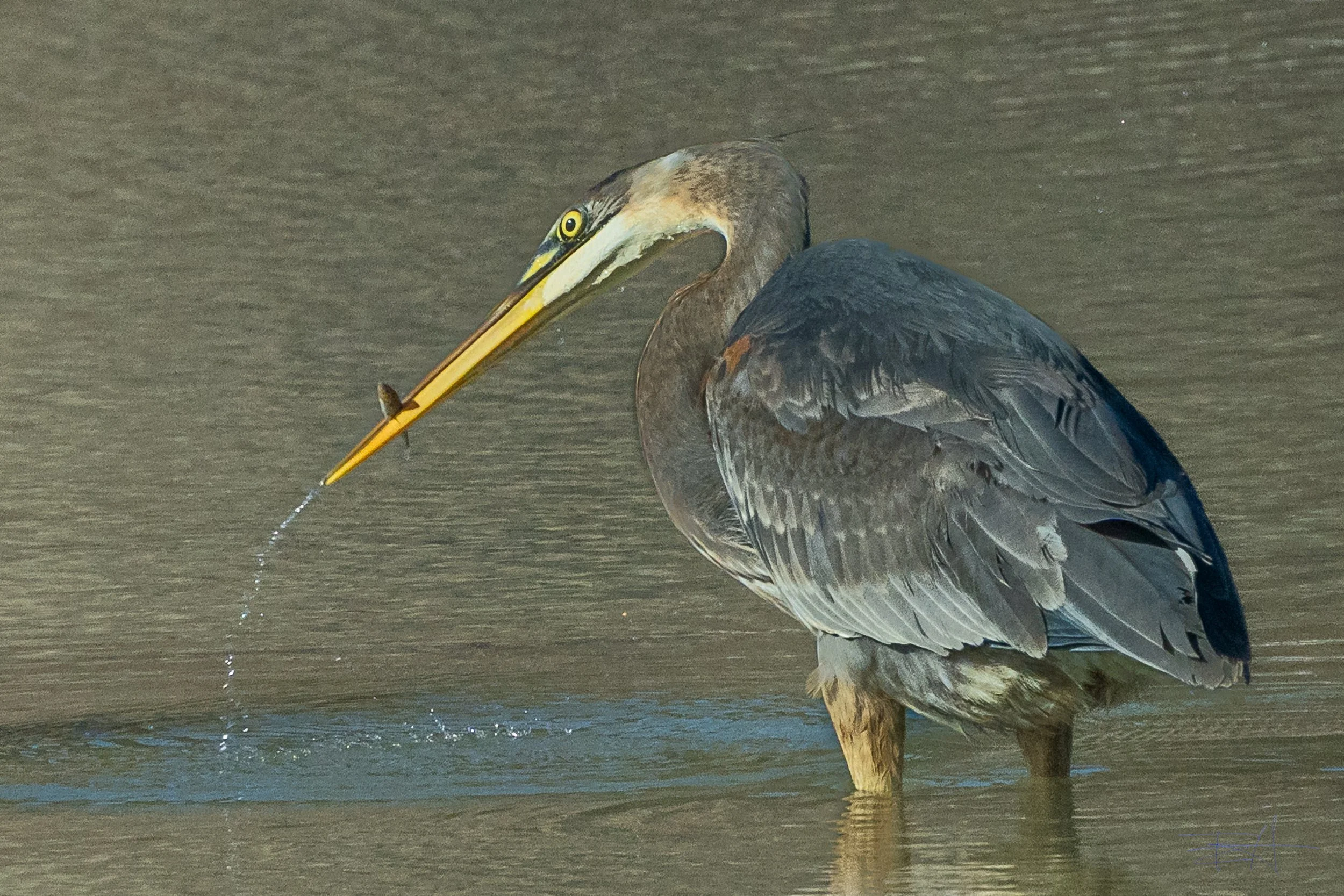 Great Blue Heron fishing at Navarro Beach 2
