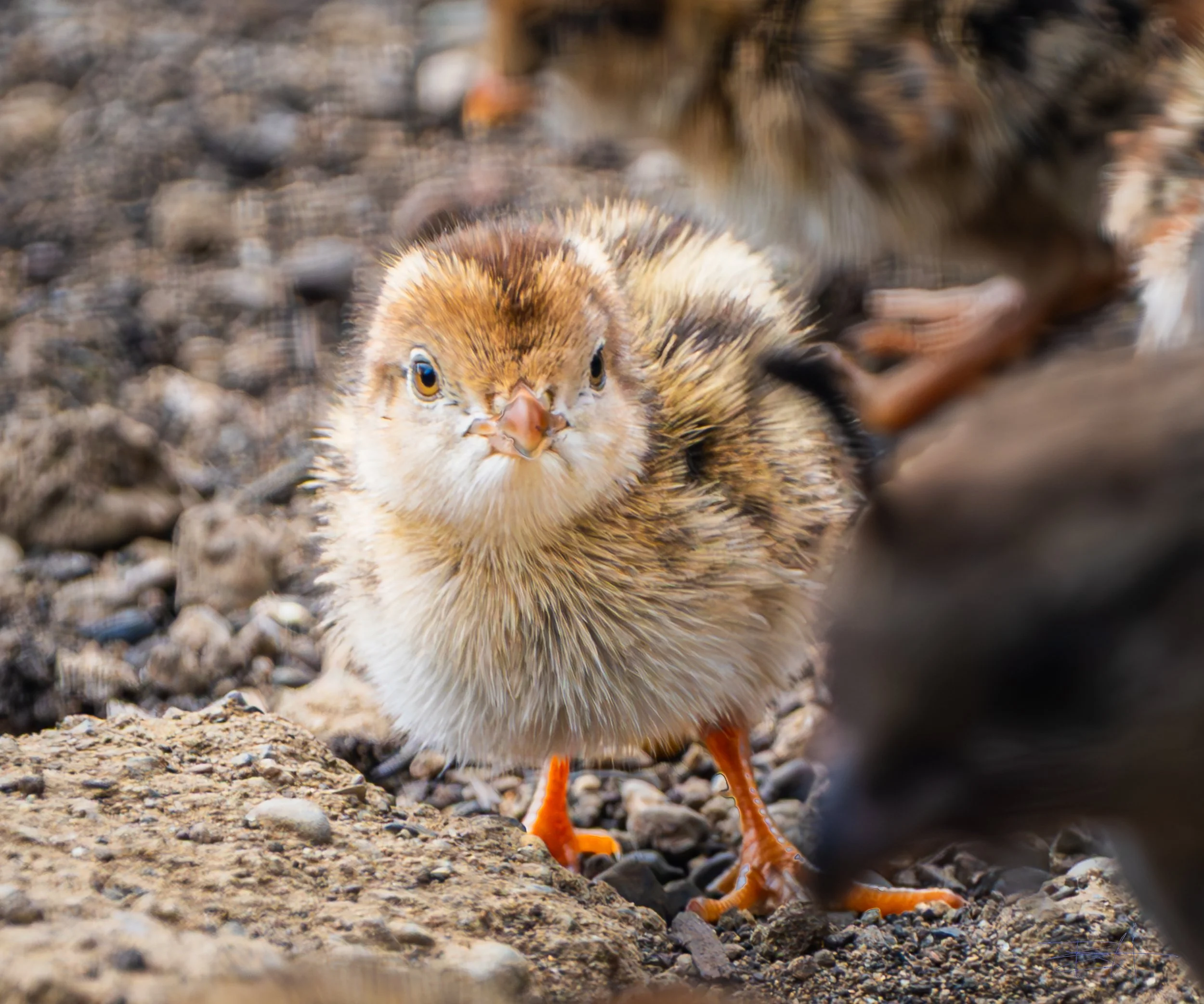 Newly hatched quail come to visit