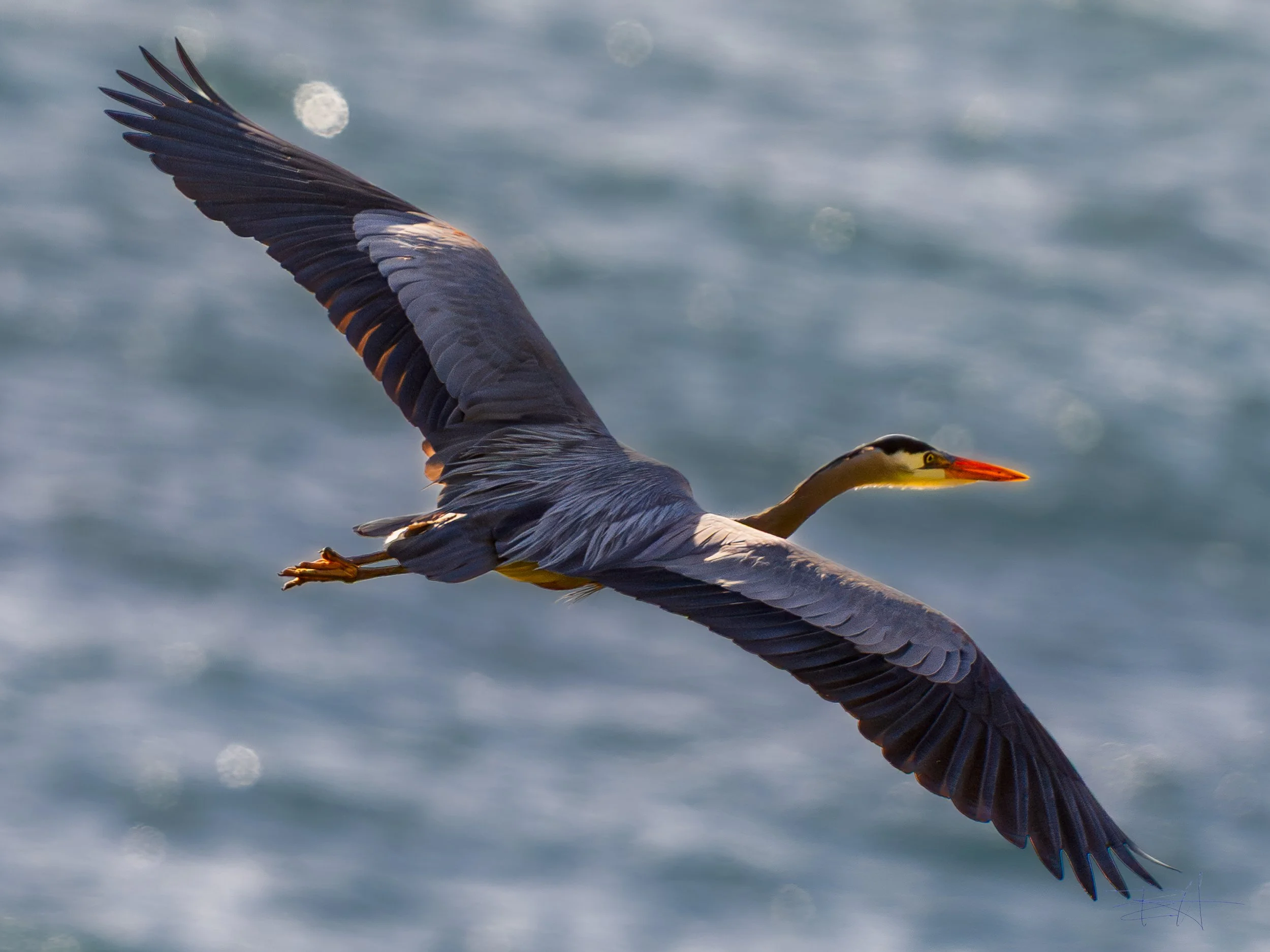 Great Blue Heron leaving 3