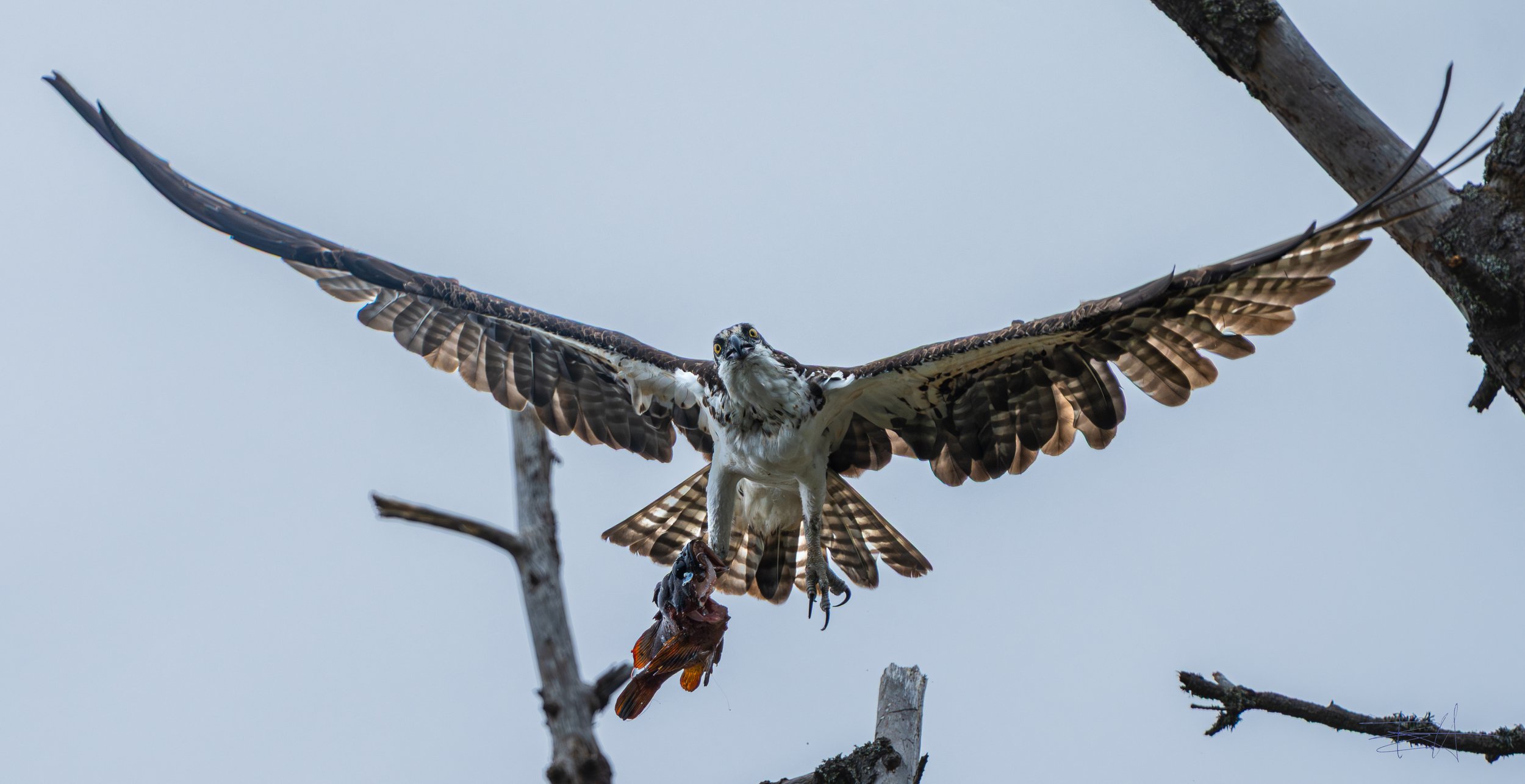 Osprey leaving our yard with fish 2