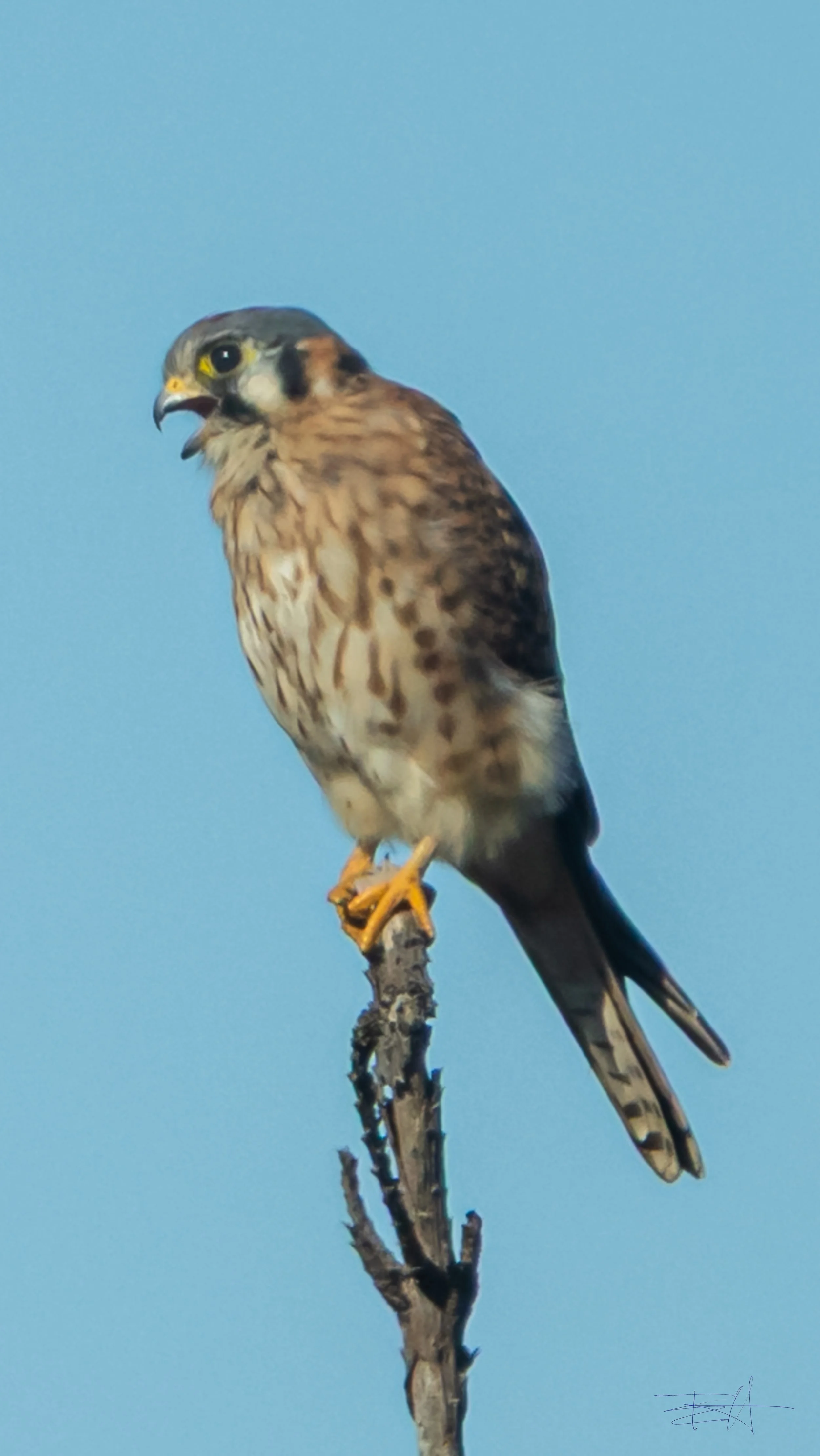 American Kestrel hunting in our yard 1