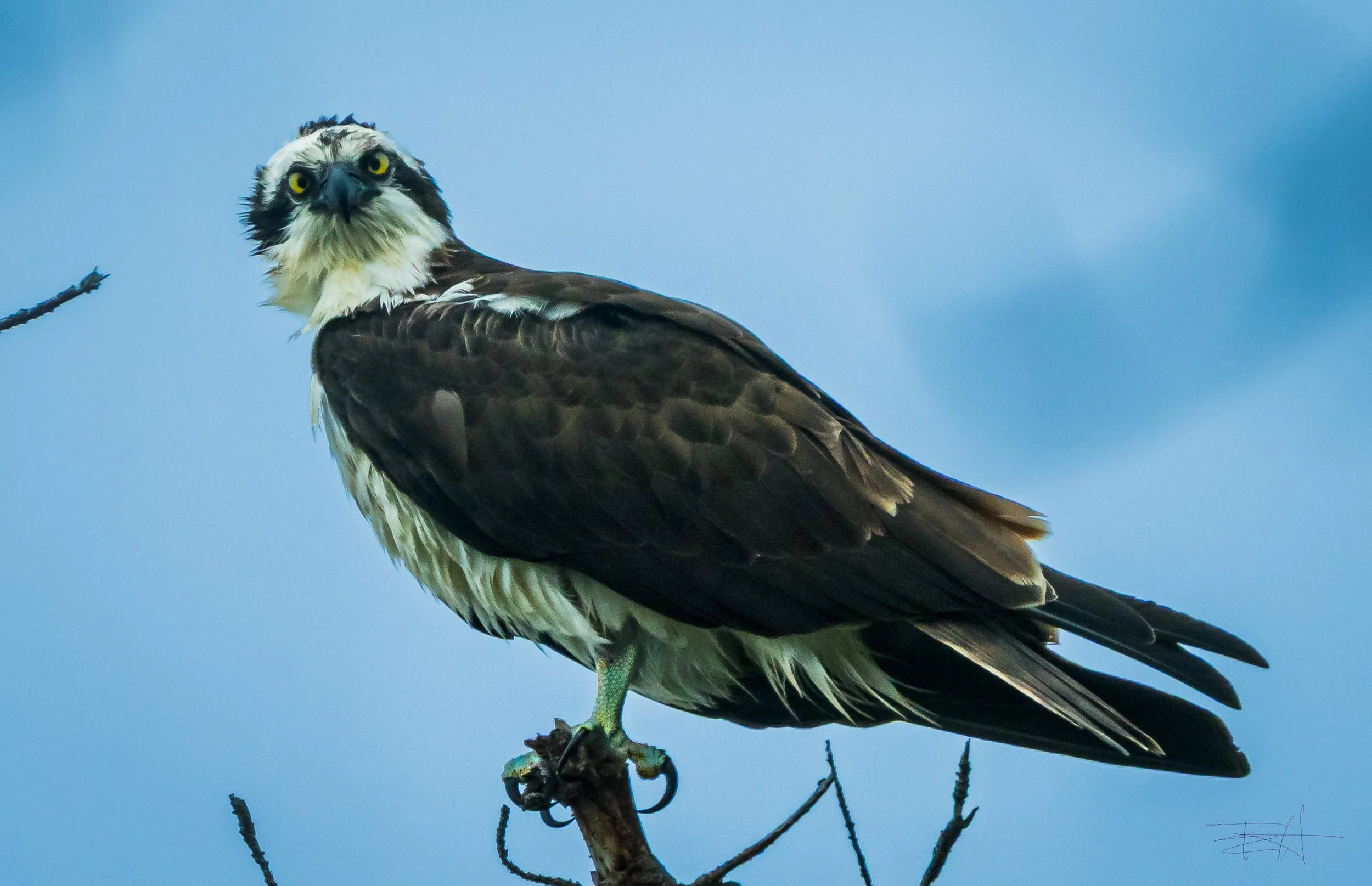 Osprey watching me