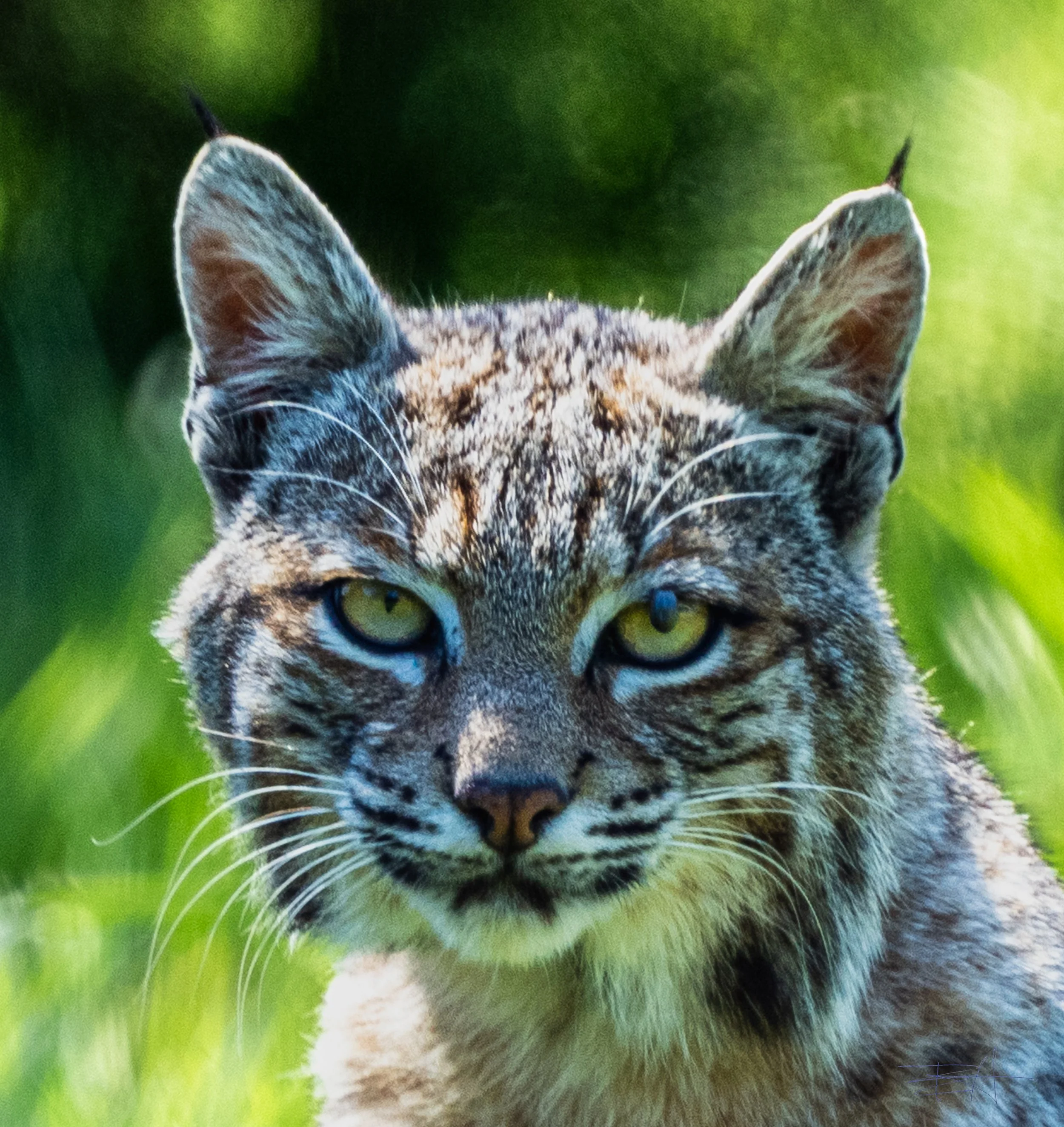 Bobcat closeup 