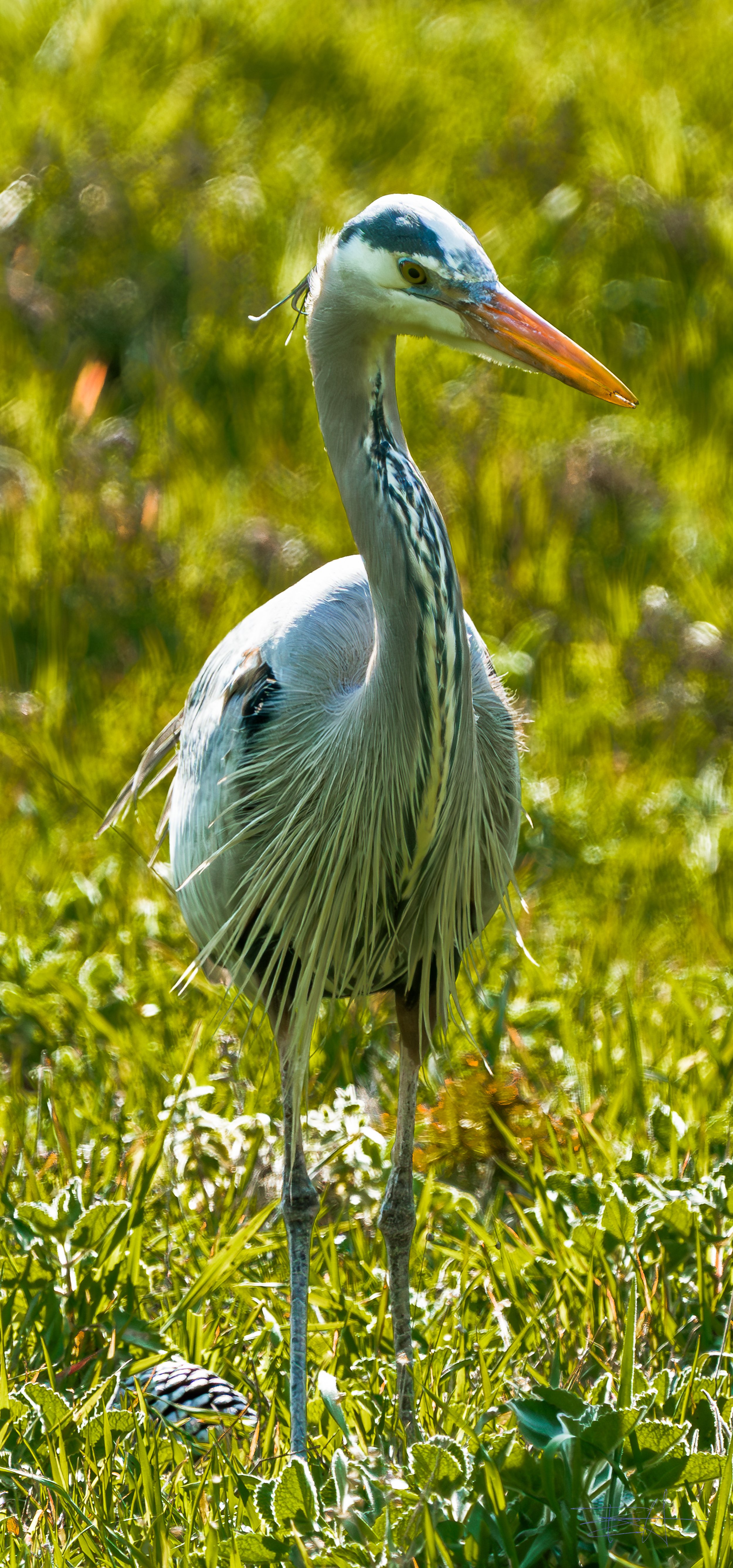 Great Blue Heron hunting in or yard 3