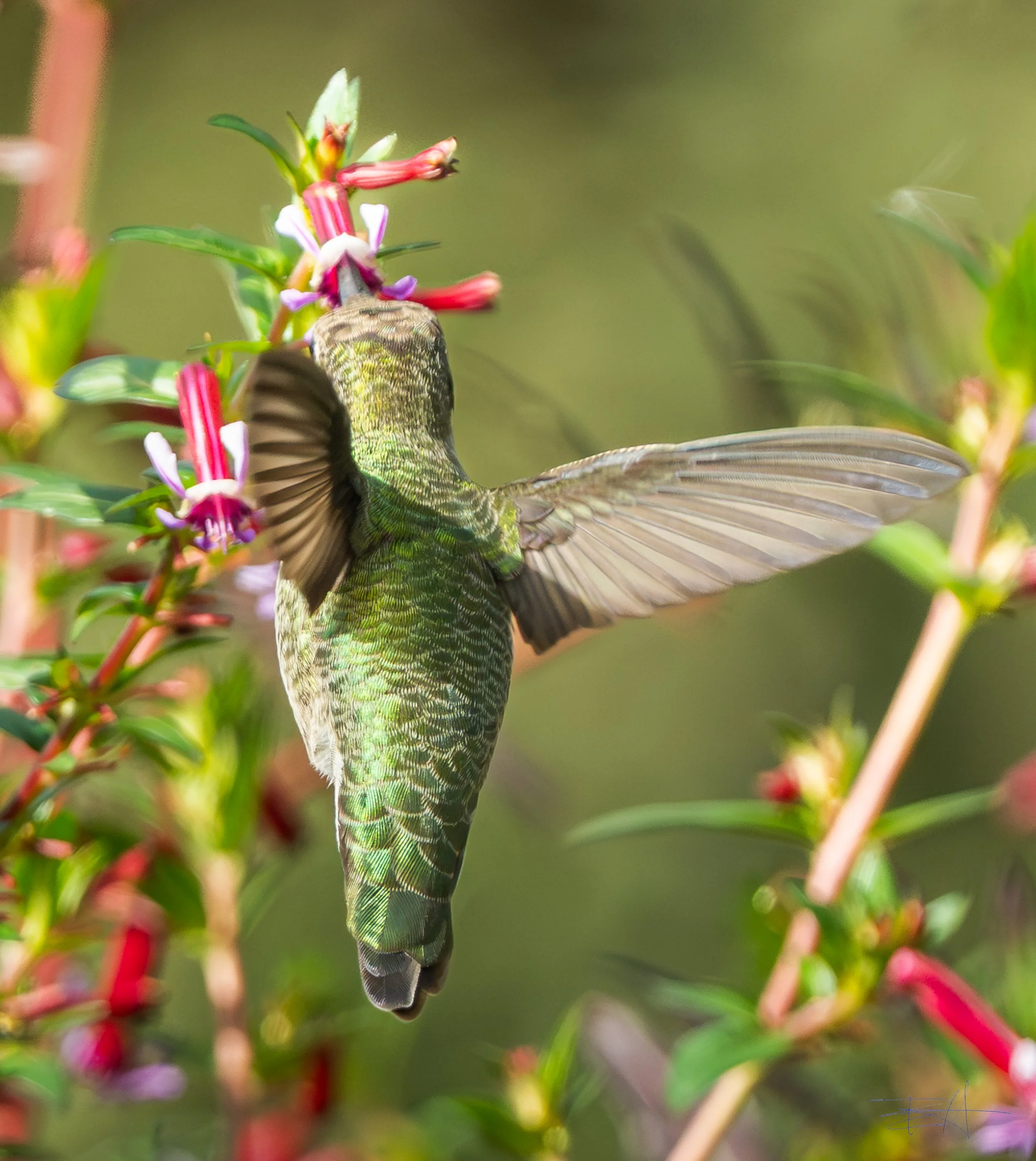 Ana's Hummingbird feeding on fuchsias 4