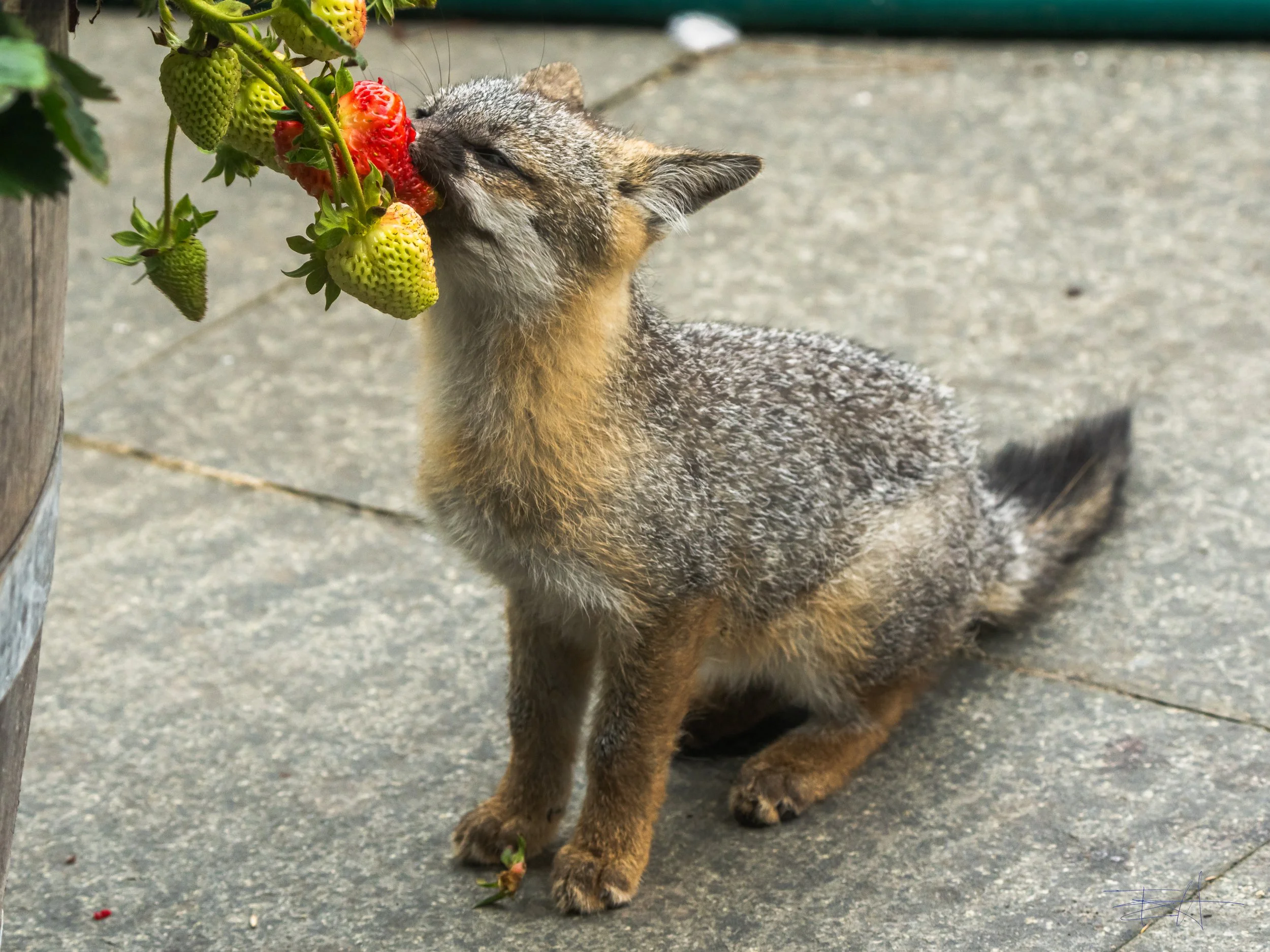 Gray Fox likes our strawberries 2