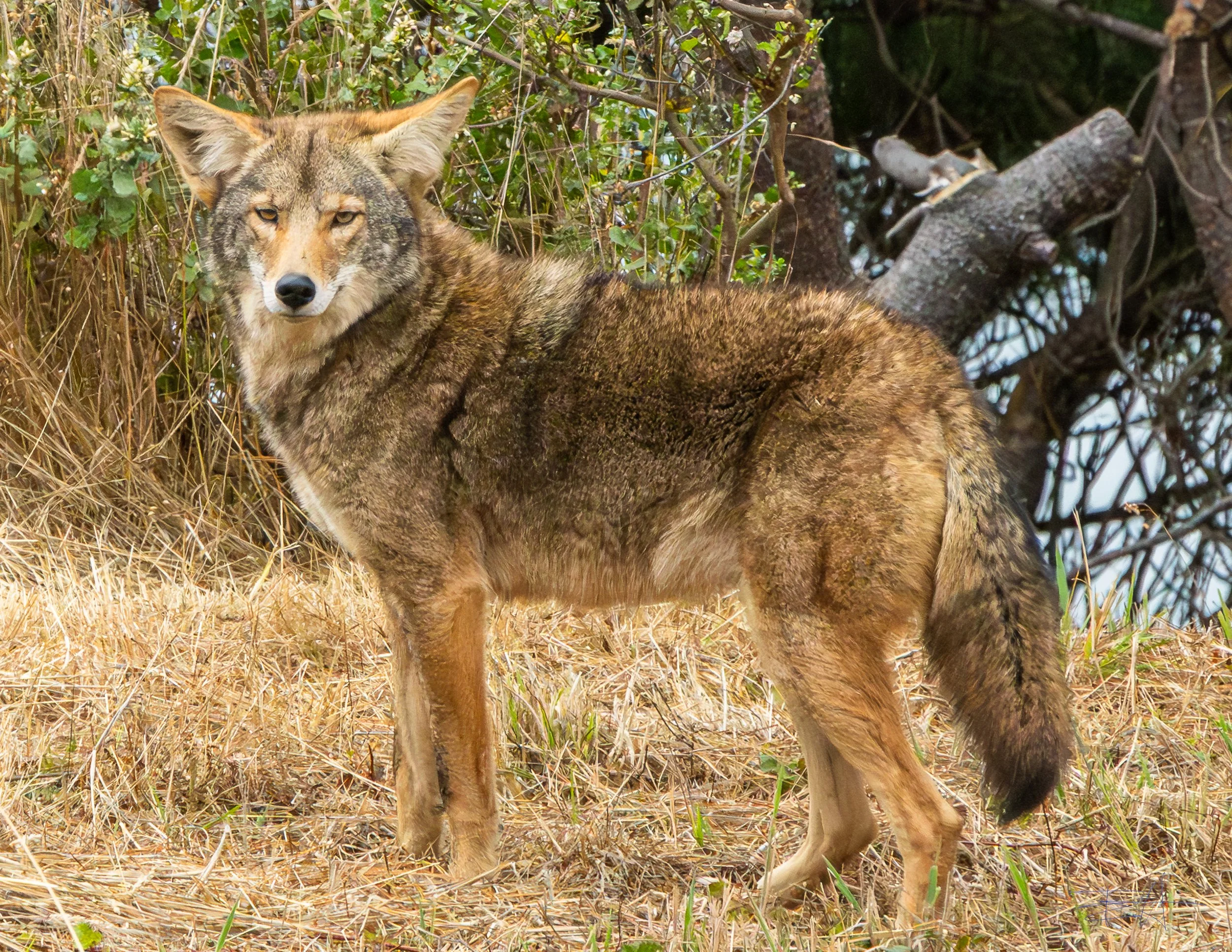 Coyote walking through yard