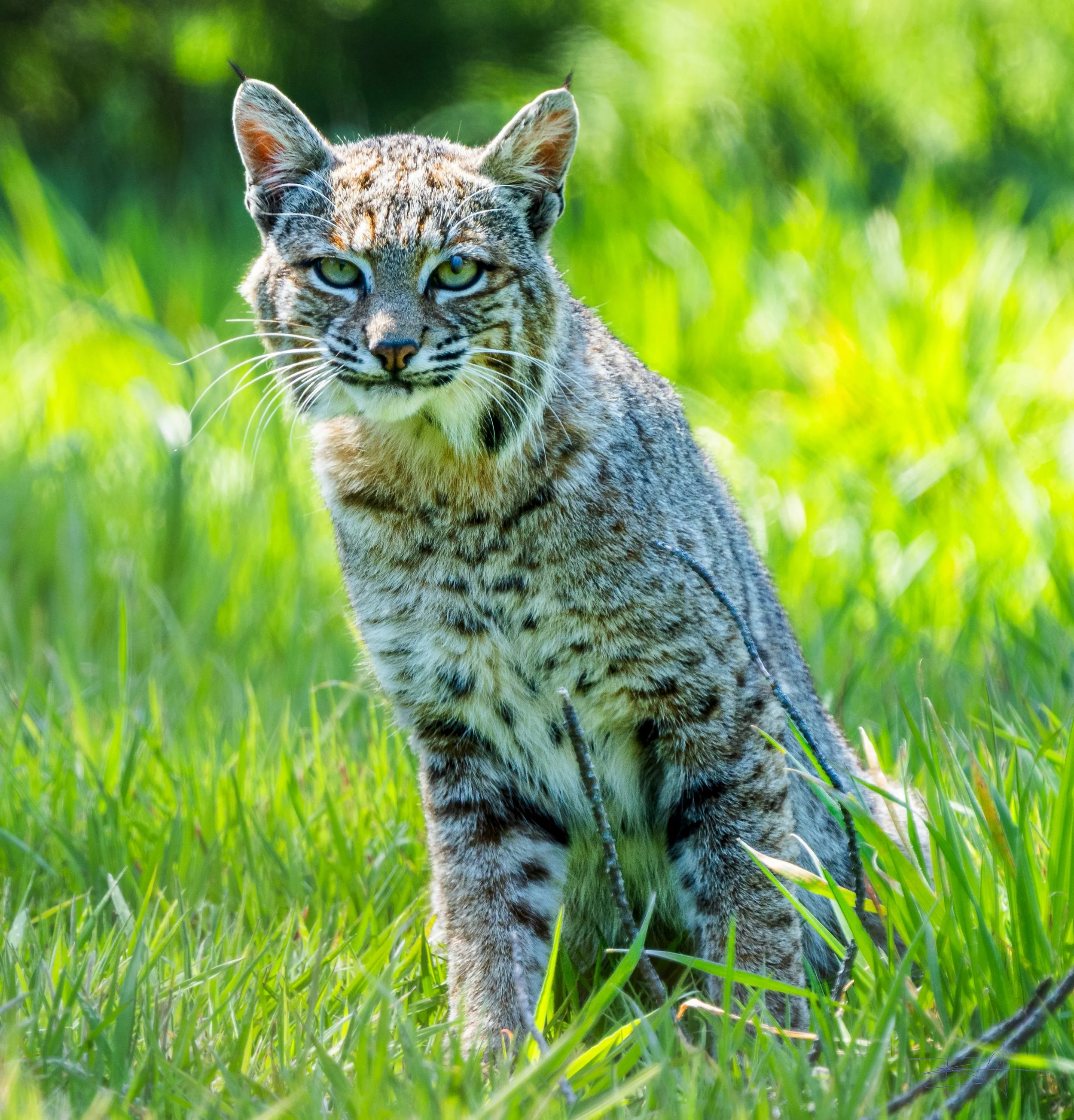 Bobcat lounging in the sun in our yard 2
