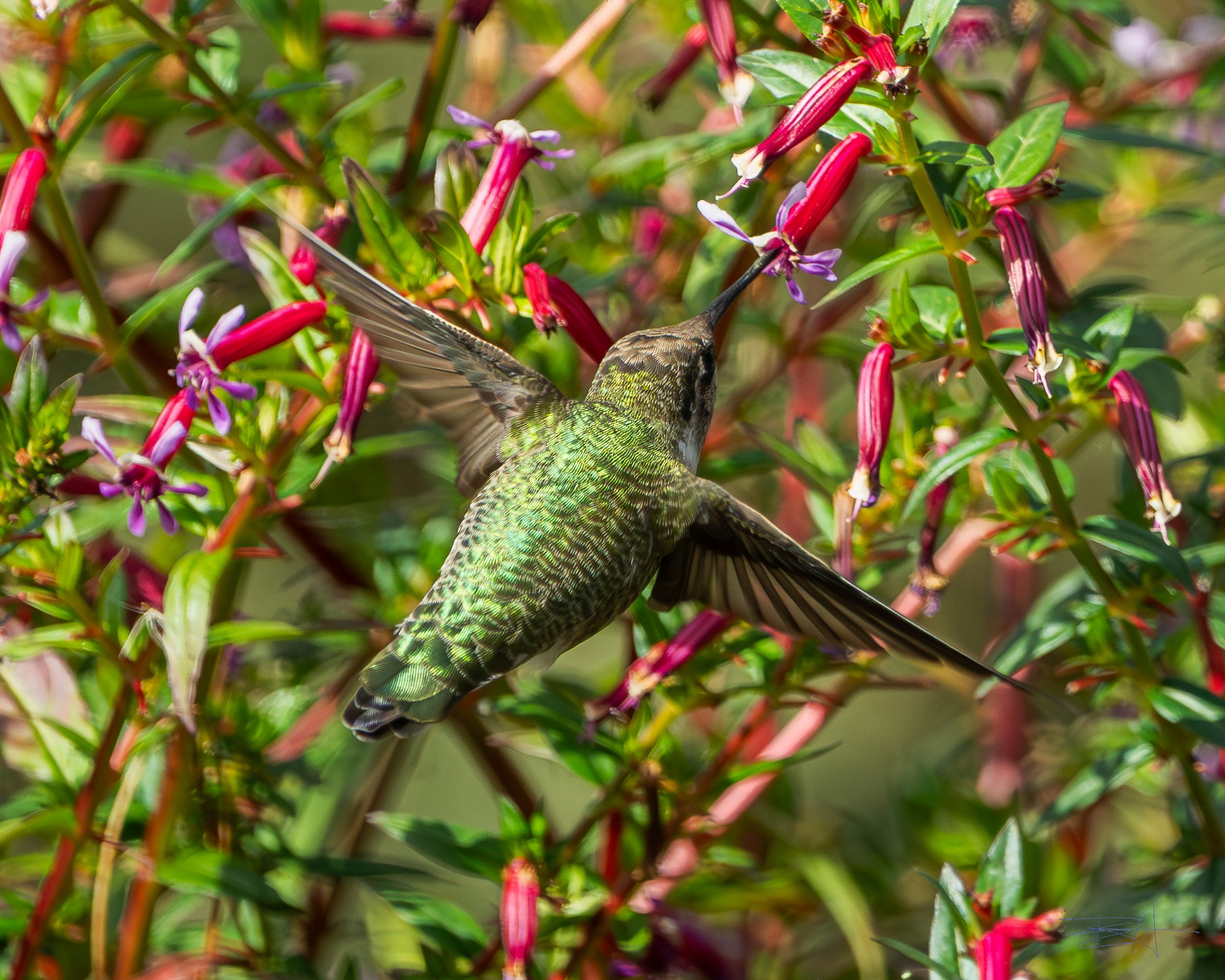 Ana's Hummingbird feeding on fuchsias 1