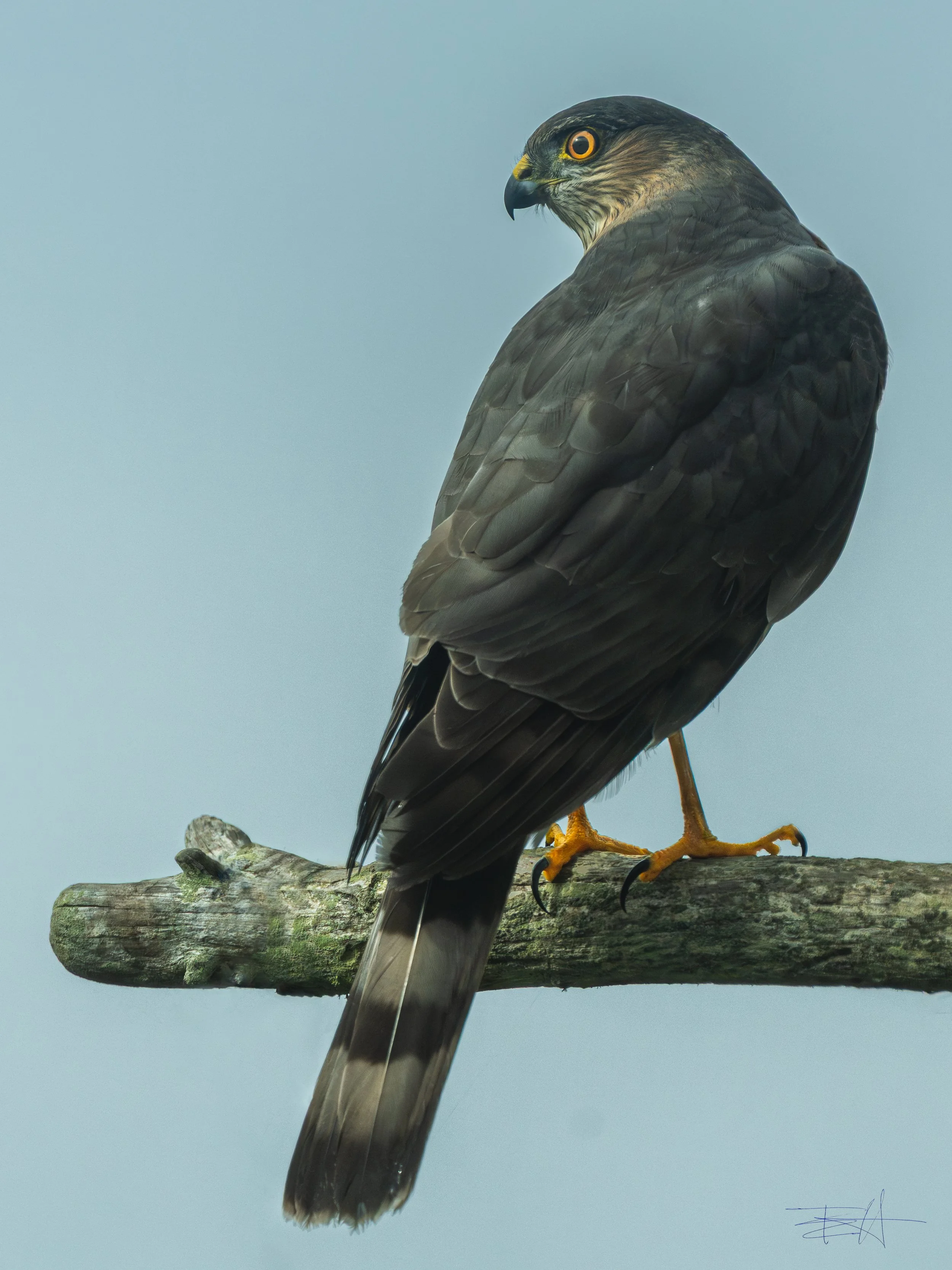 Sharp Shinned Hawk hunting in our yard 1