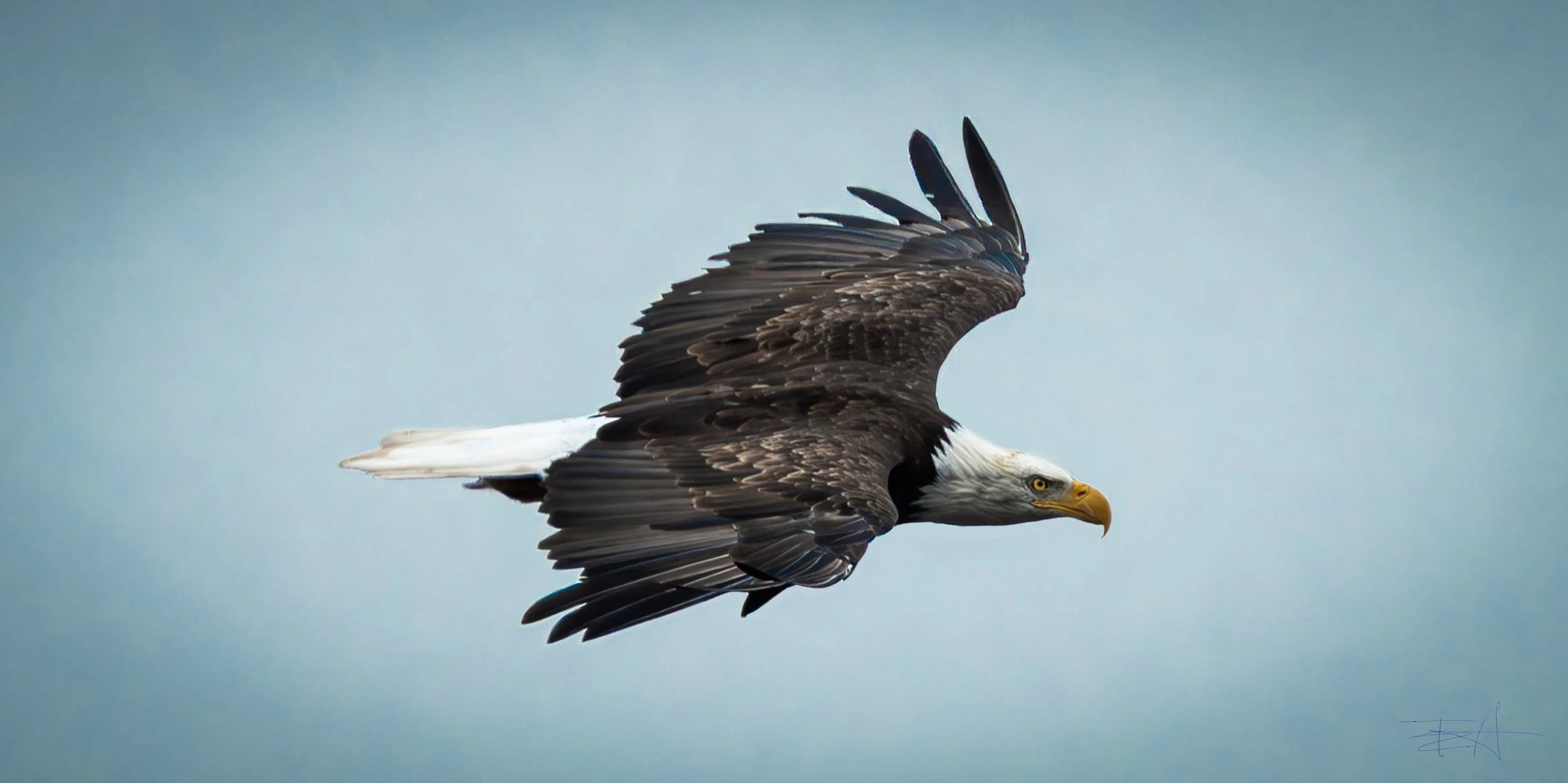 Bald eagle soaring along the bluff