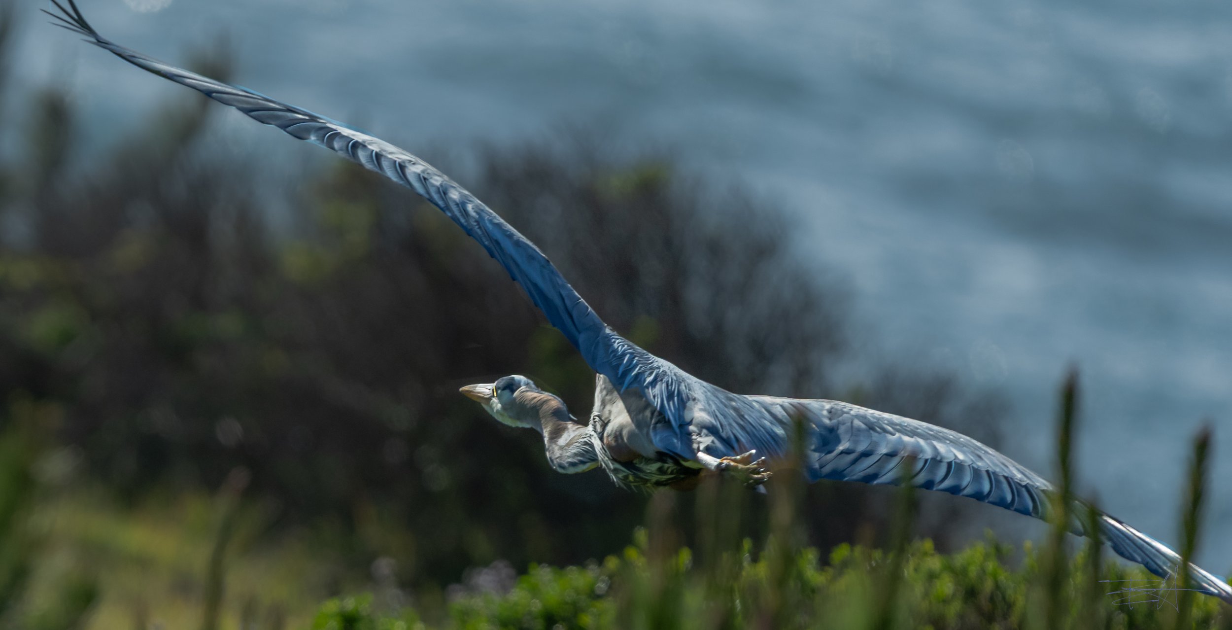 Great Blue Heron leaving 1