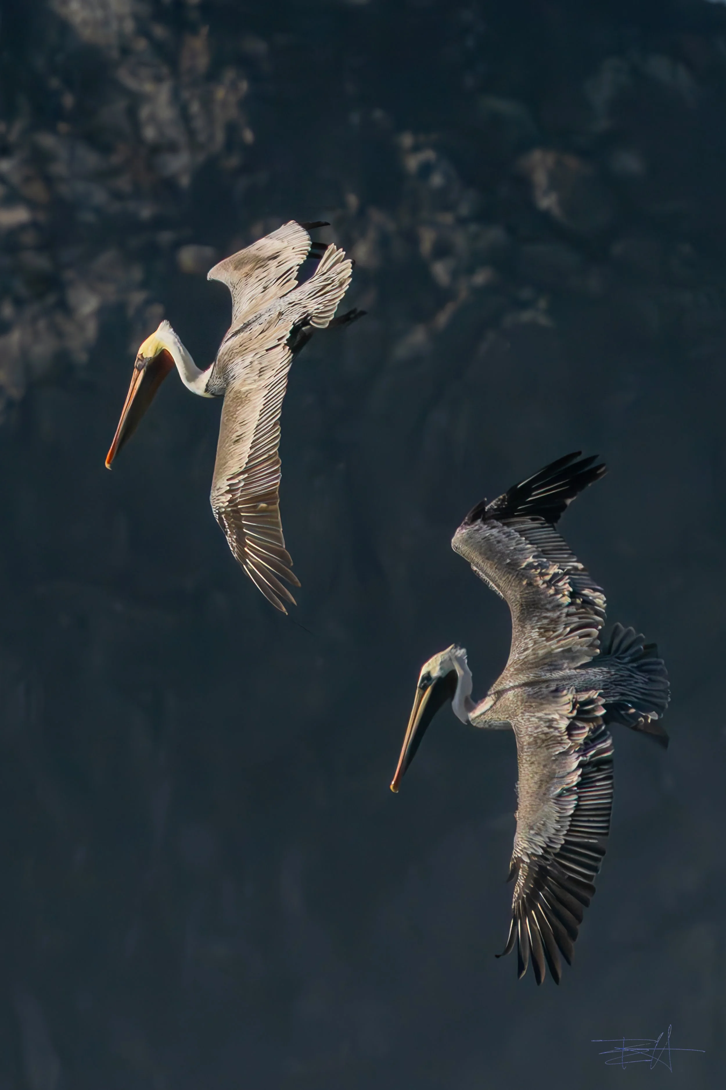 Pelicans at Navarro Beach