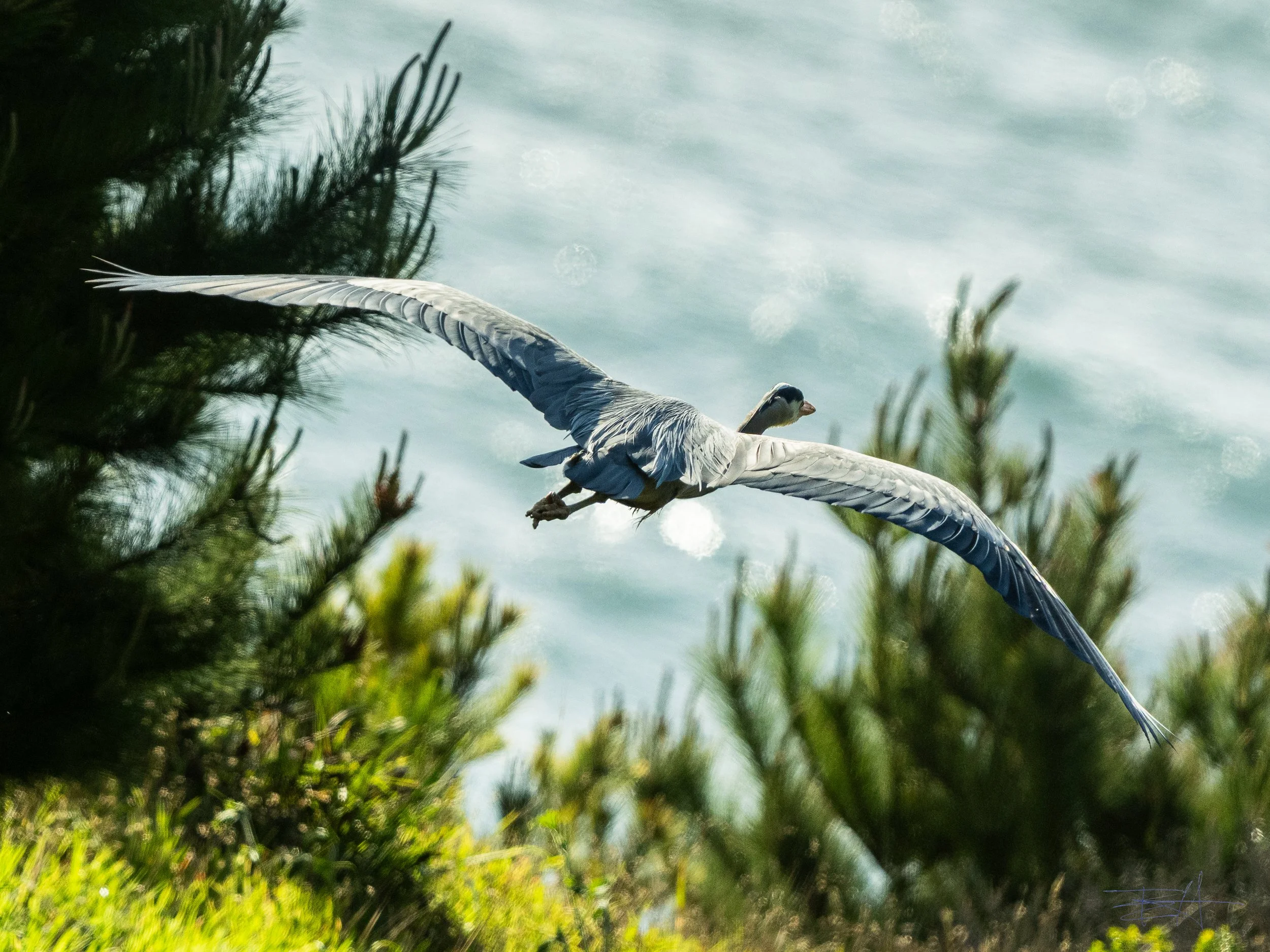 Great Blue Heron leaving 2
